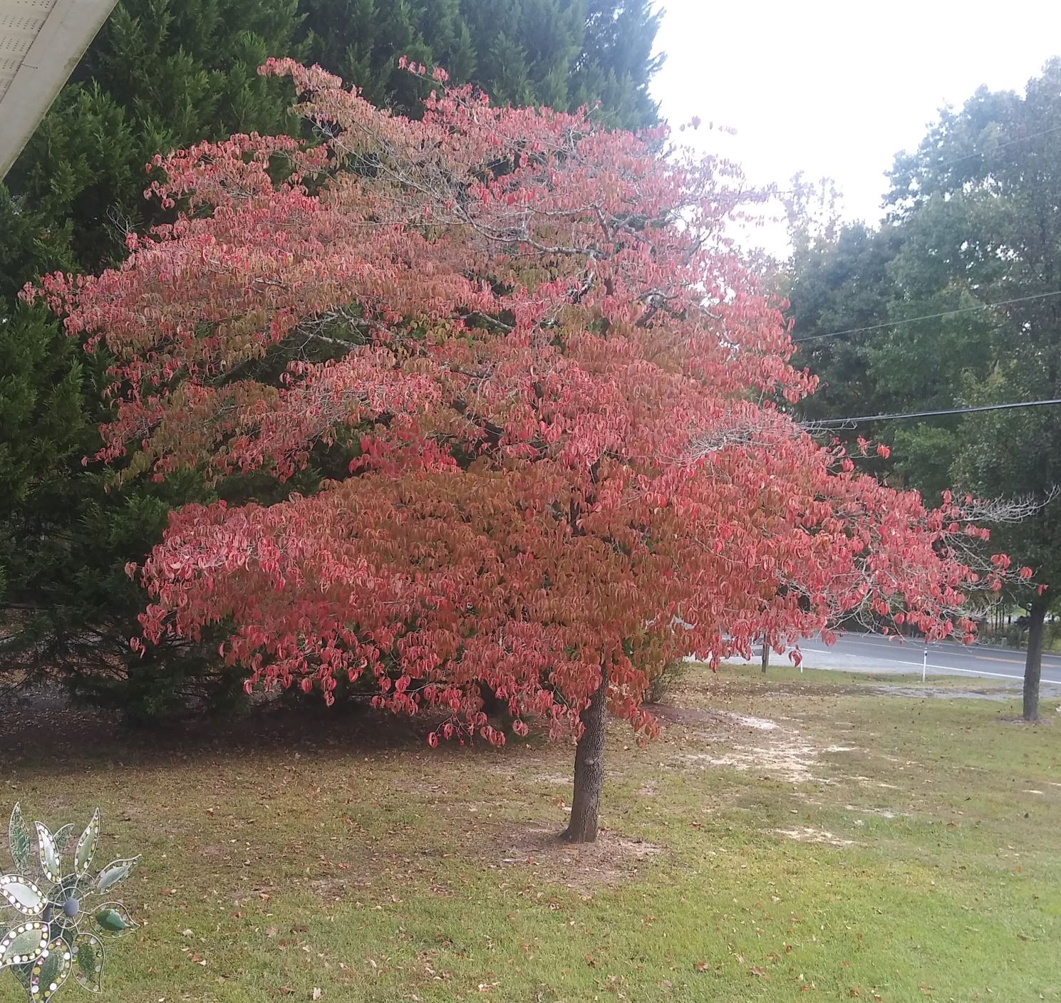 dogwood oct 12.jpg
