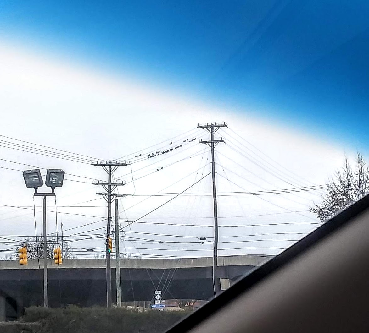 birds on a wire.jpg