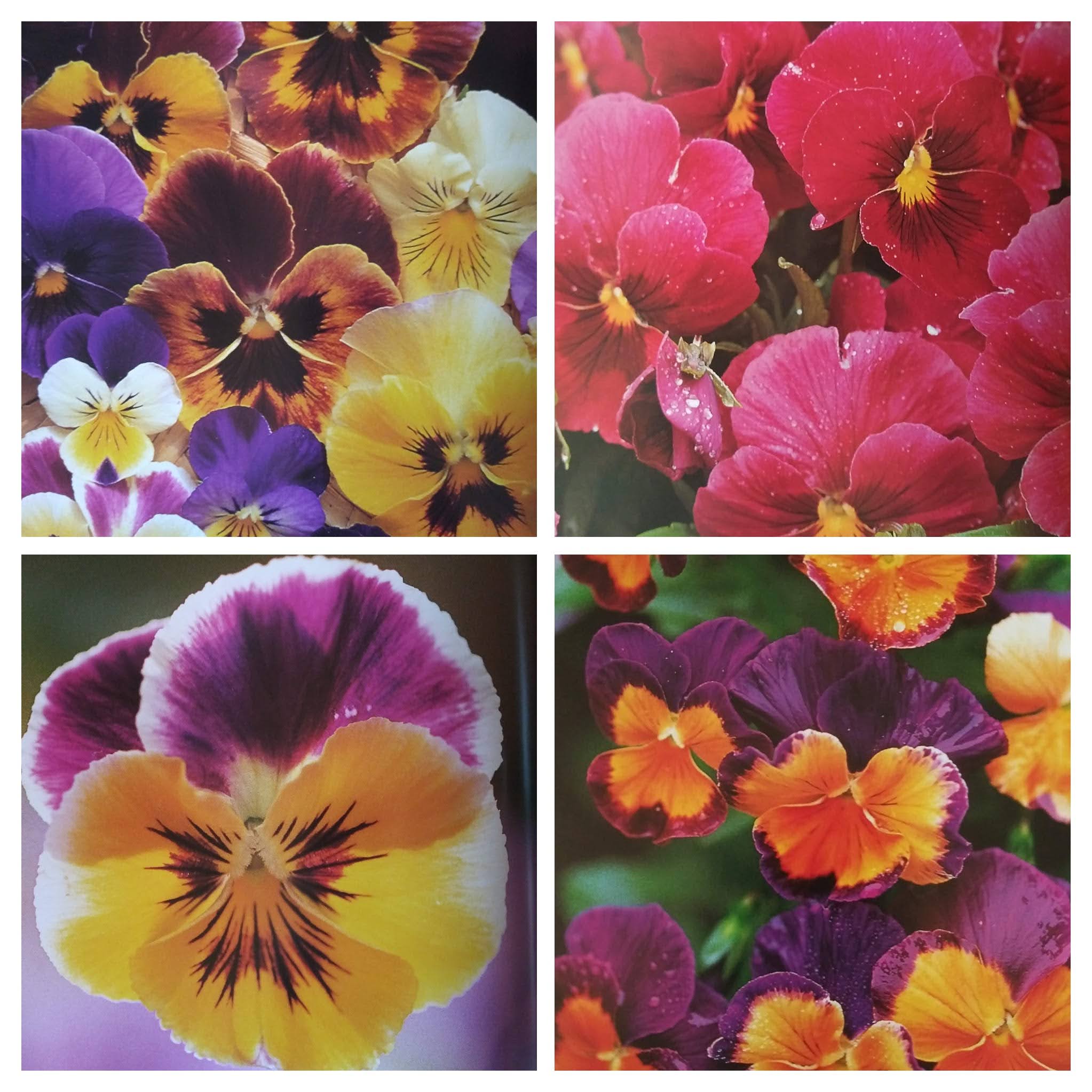 20250511_092114-COLLAGE.jpg