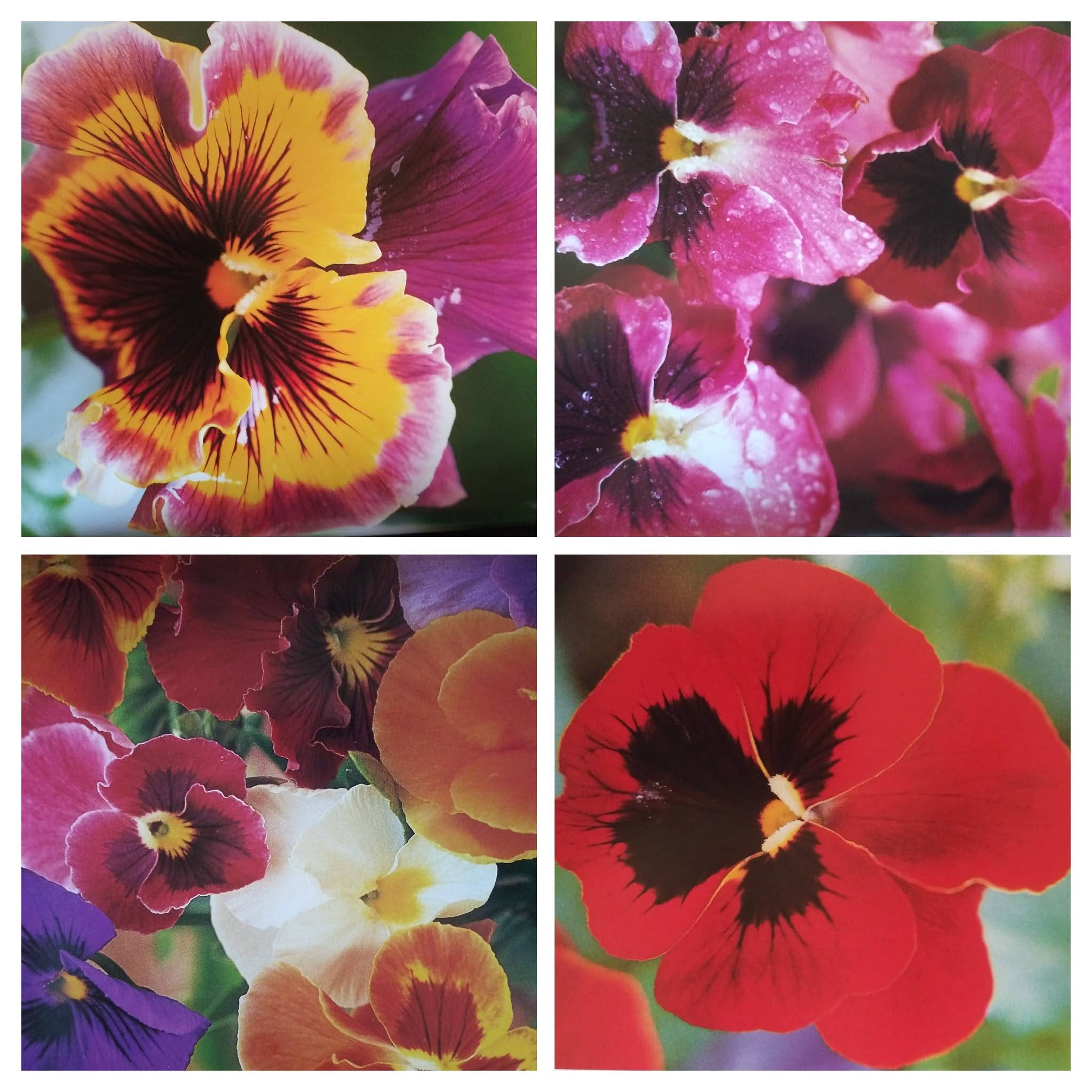 20250511_092129-COLLAGE.jpg