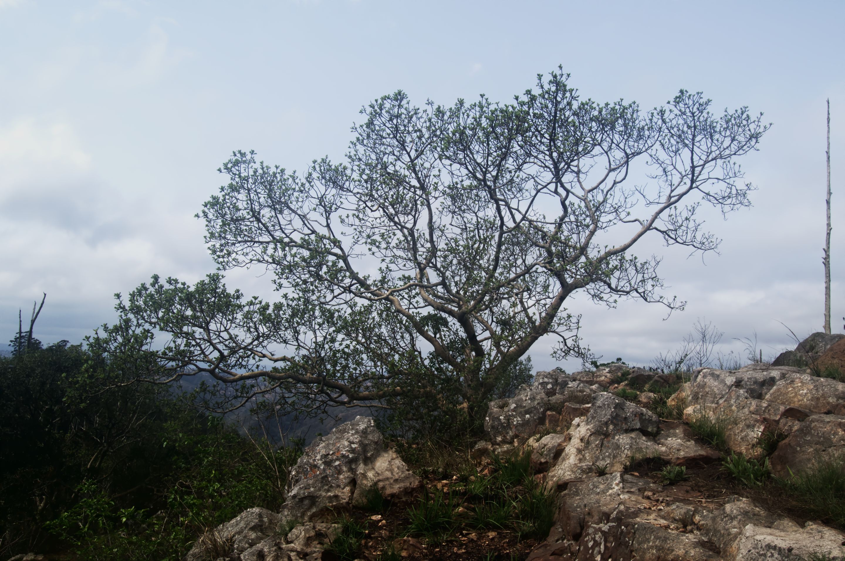 DSC_0843-2.jpg