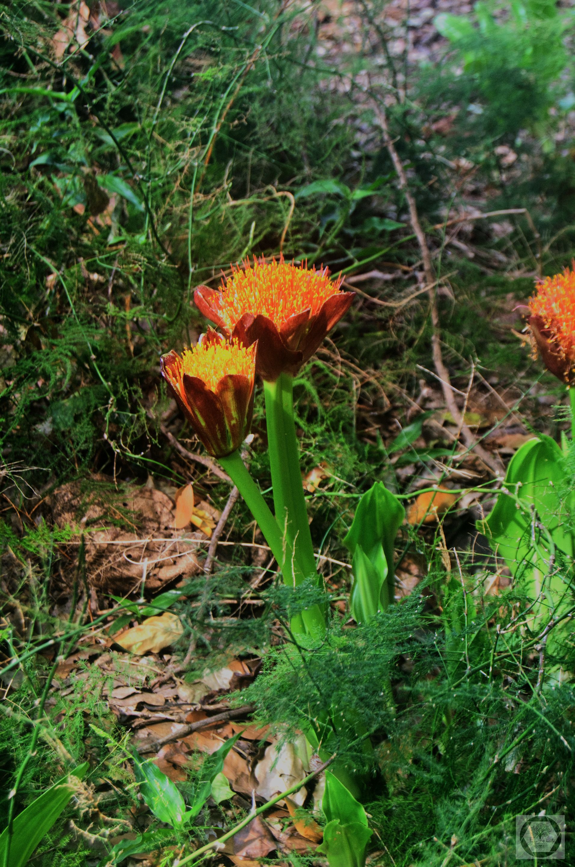 DSC_3056.jpg