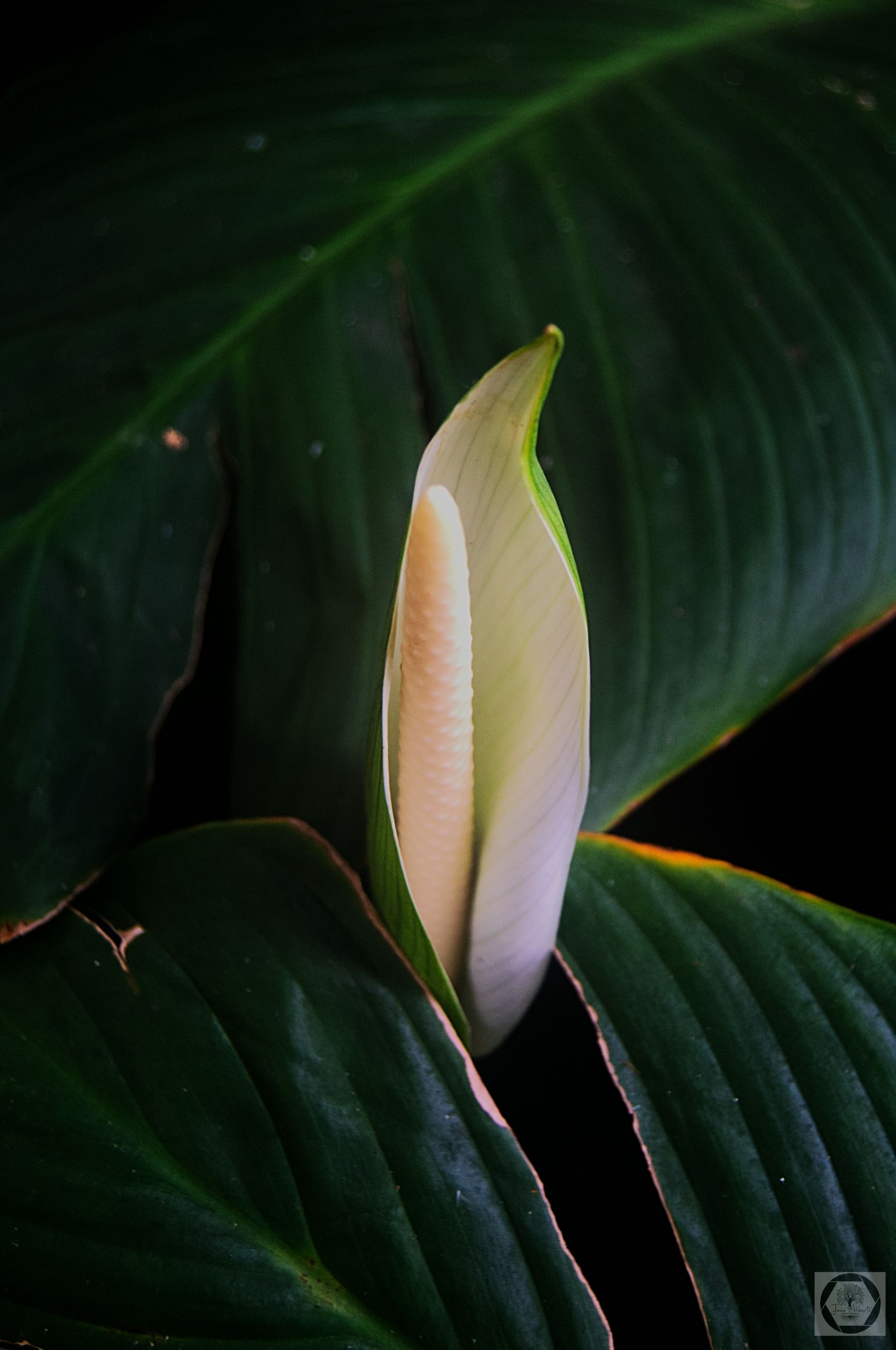 DSC_3078.jpg