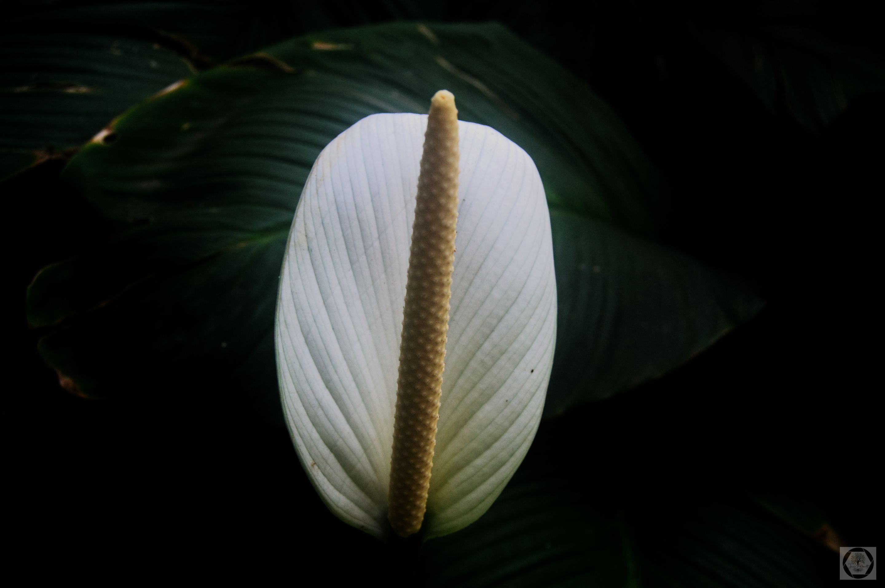 DSC_3079.jpg