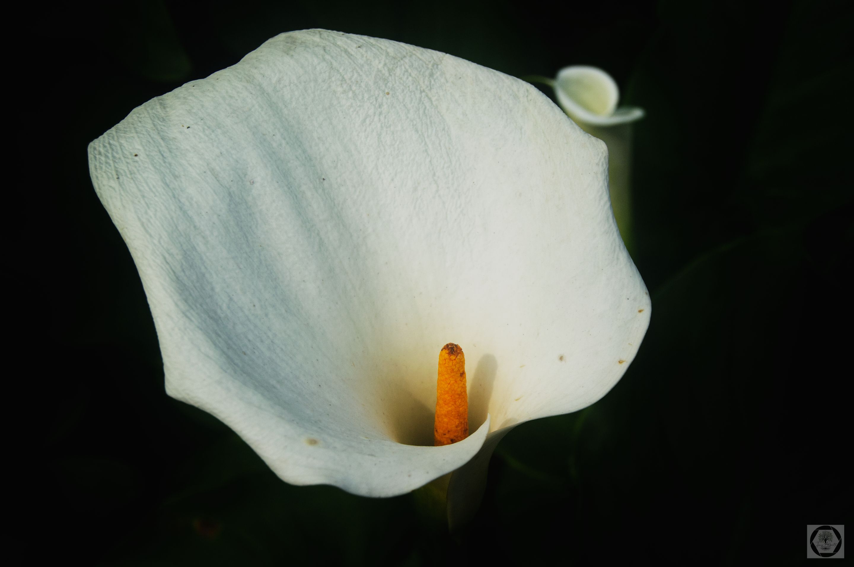 DSC_3094.jpg