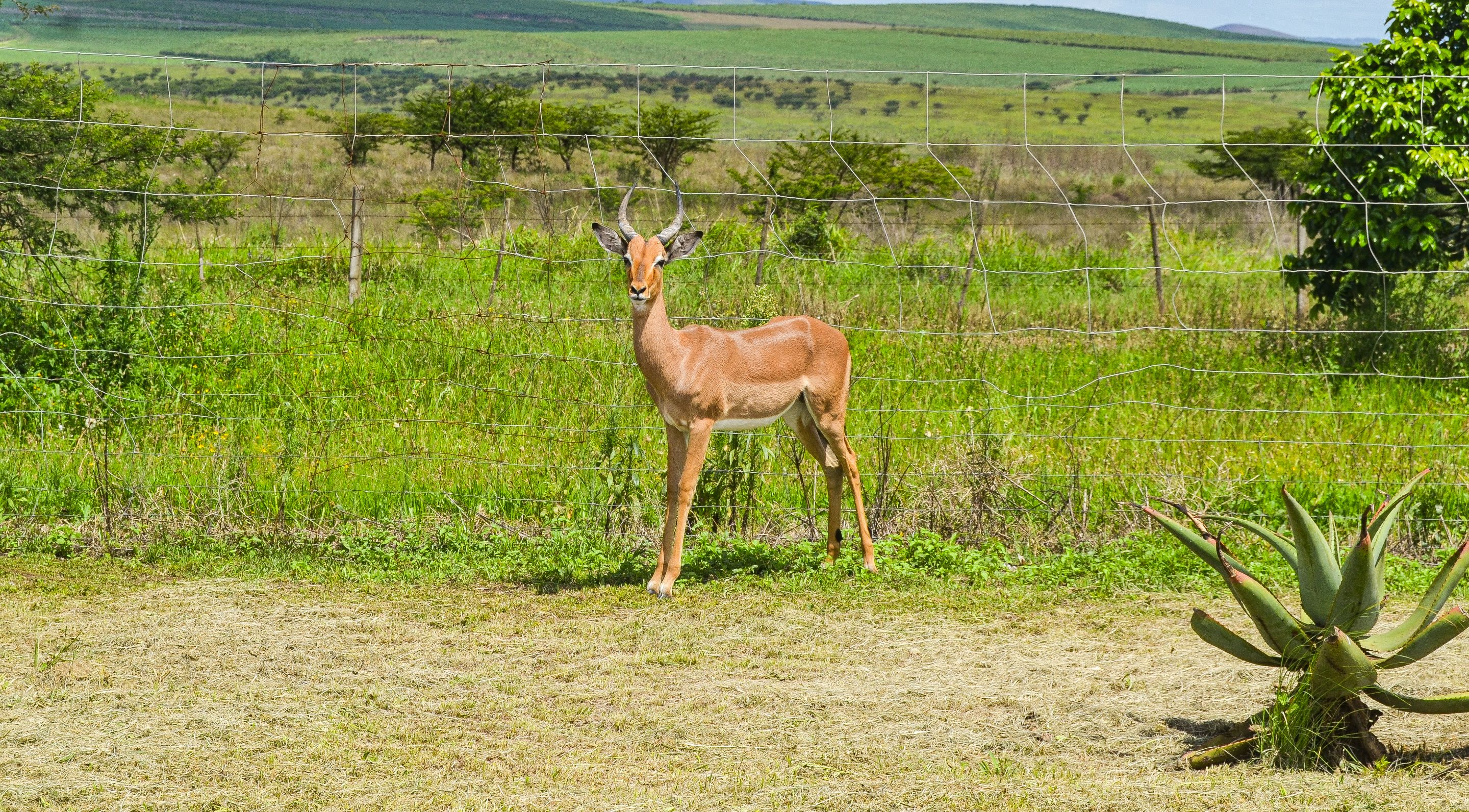 DSC_5220.jpg