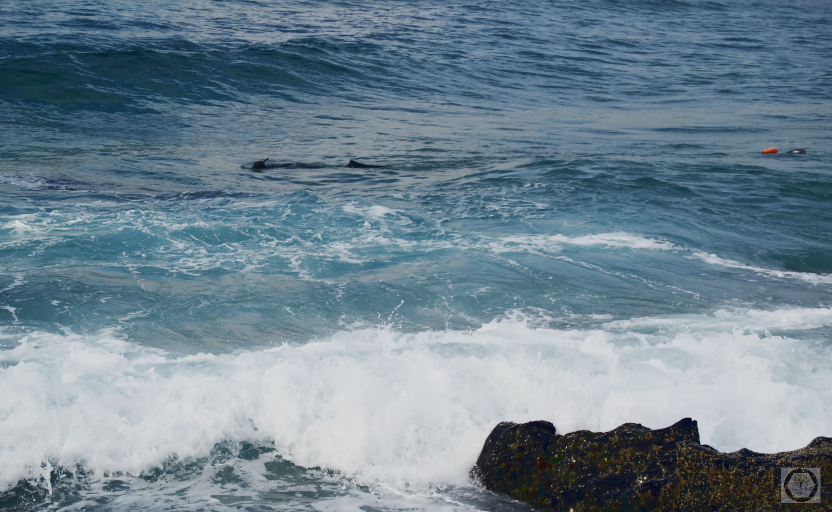 DSC_2431-1.jpg