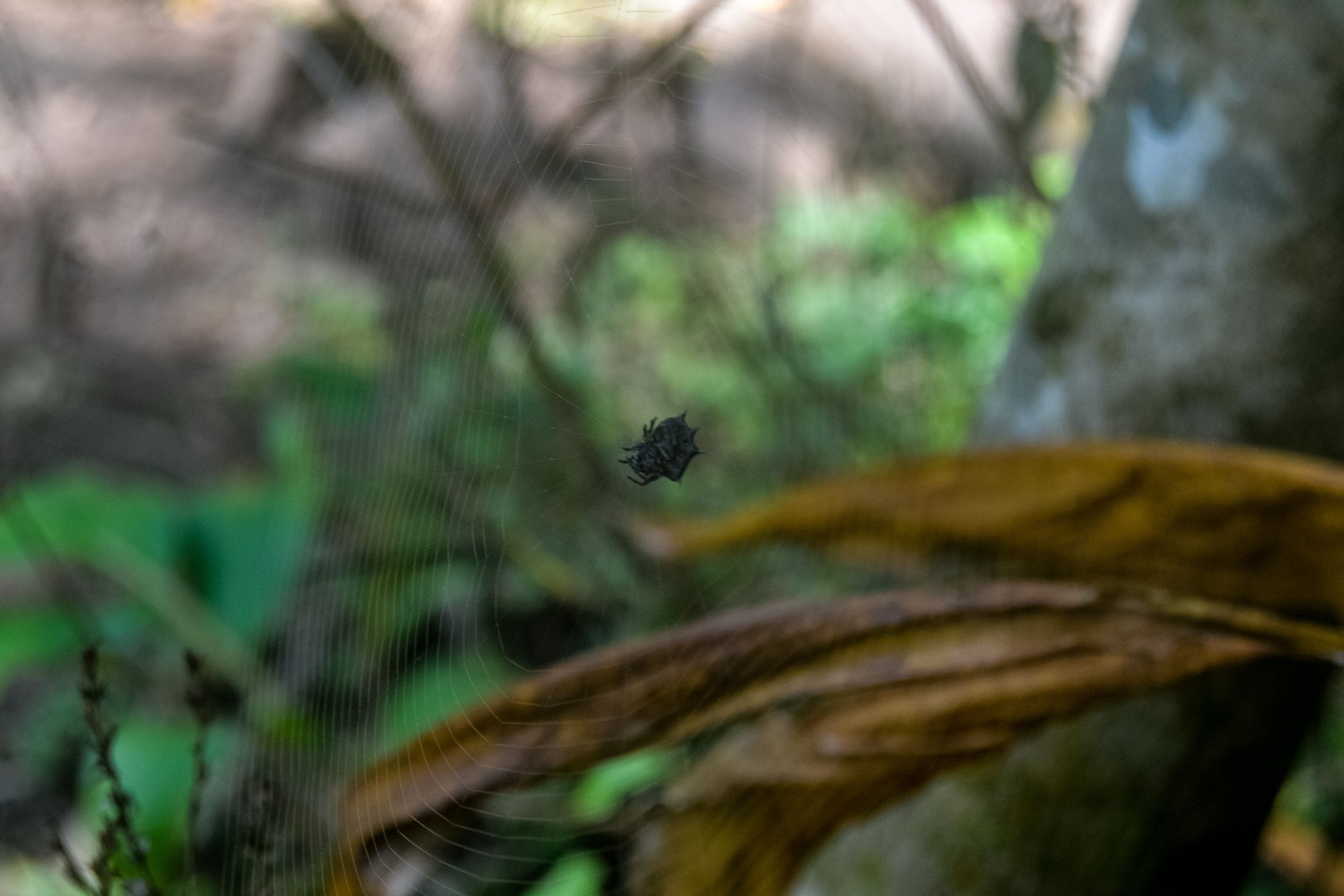 DSC_7127-2.jpg