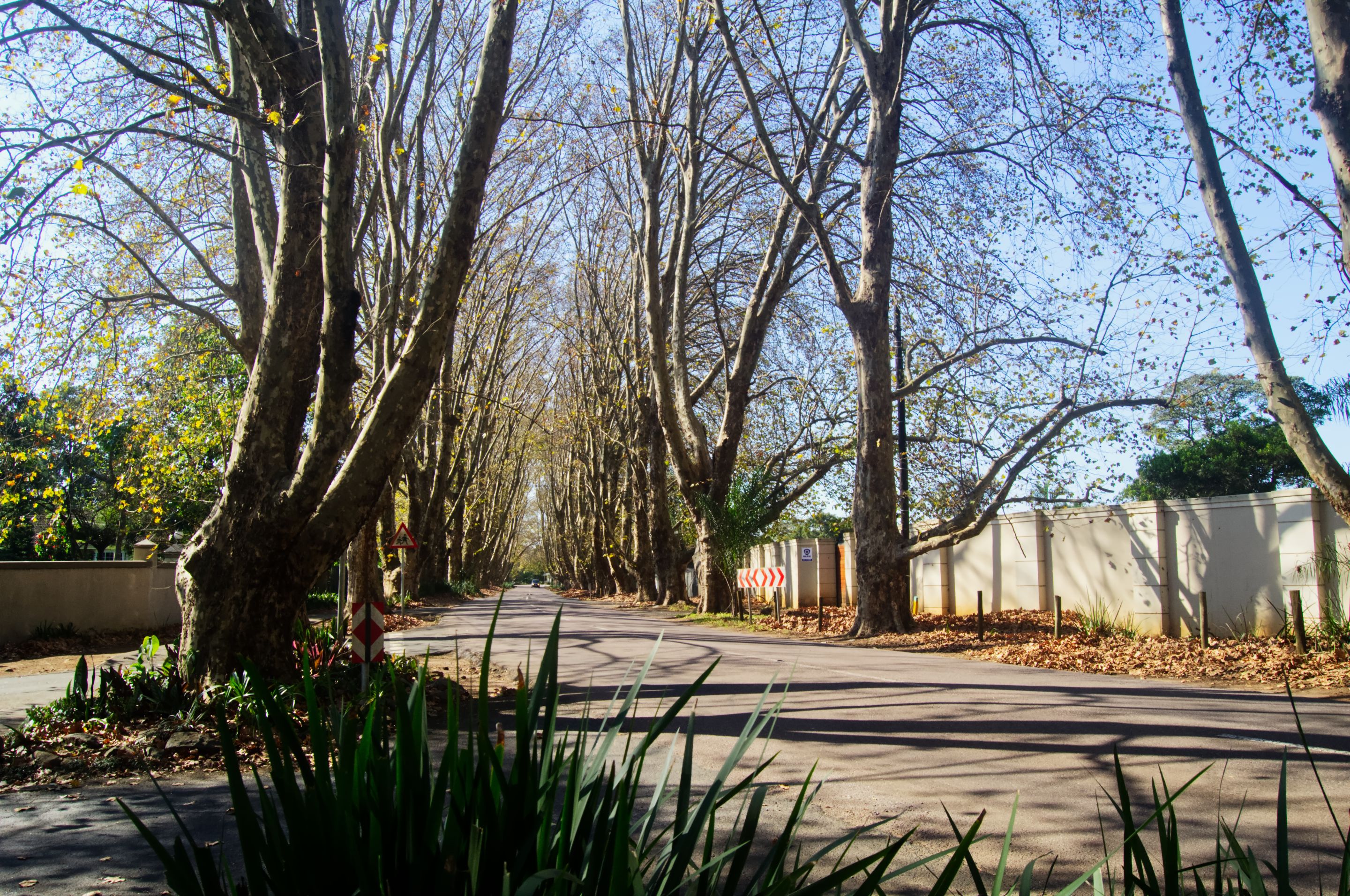 DSC_1650.jpg