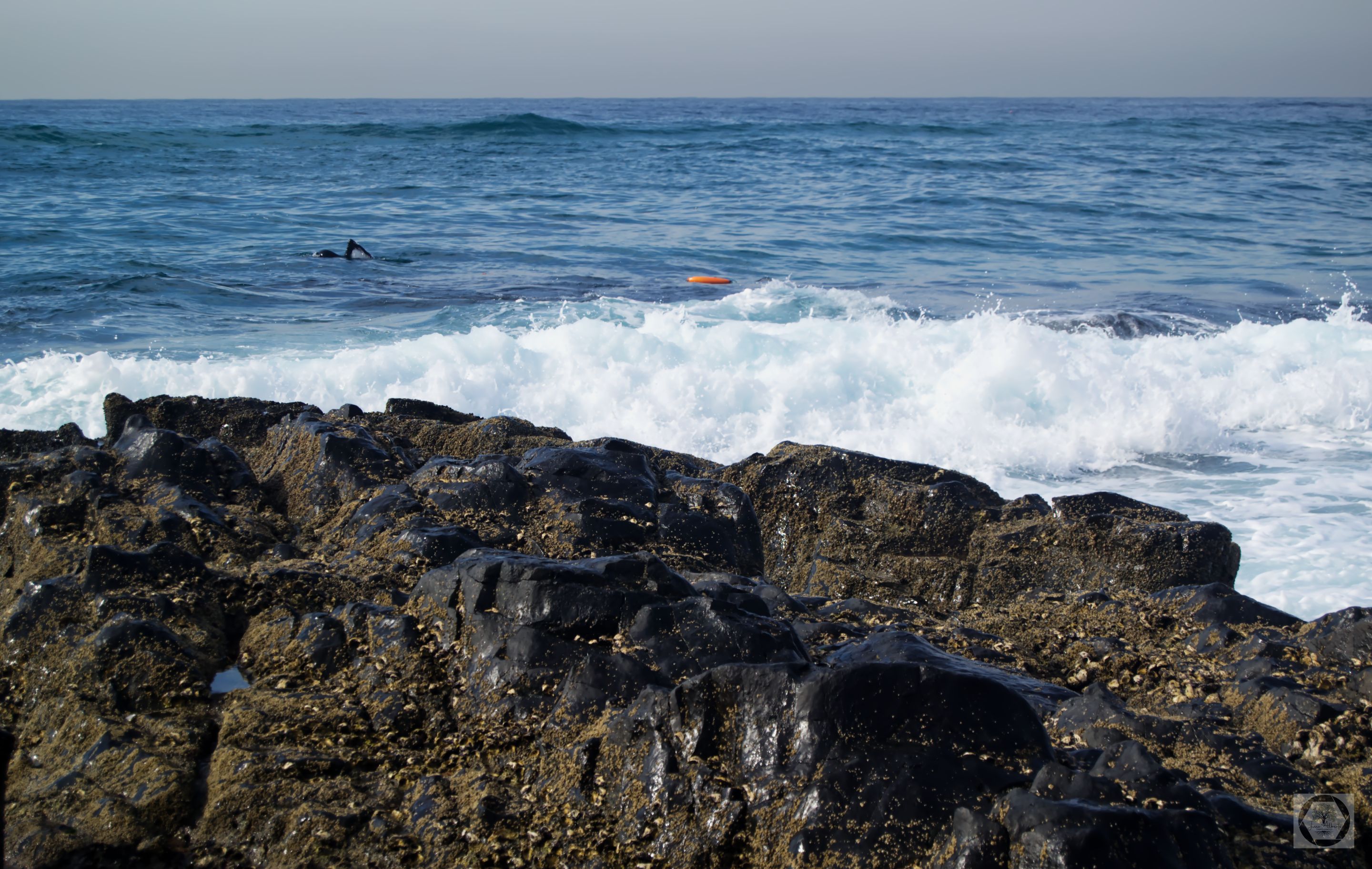 DSC_2378.jpg