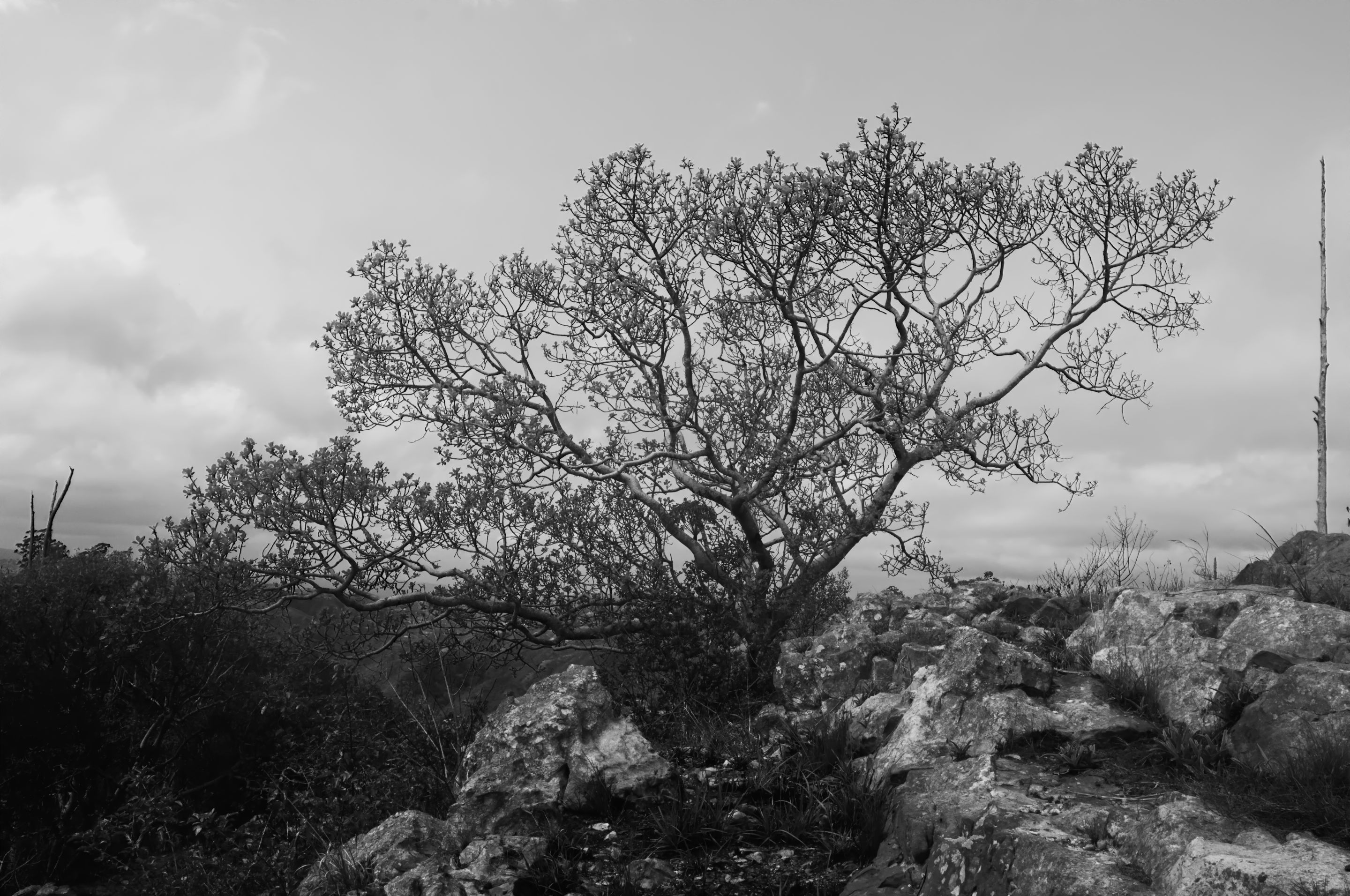 DSC_0843-4.jpg