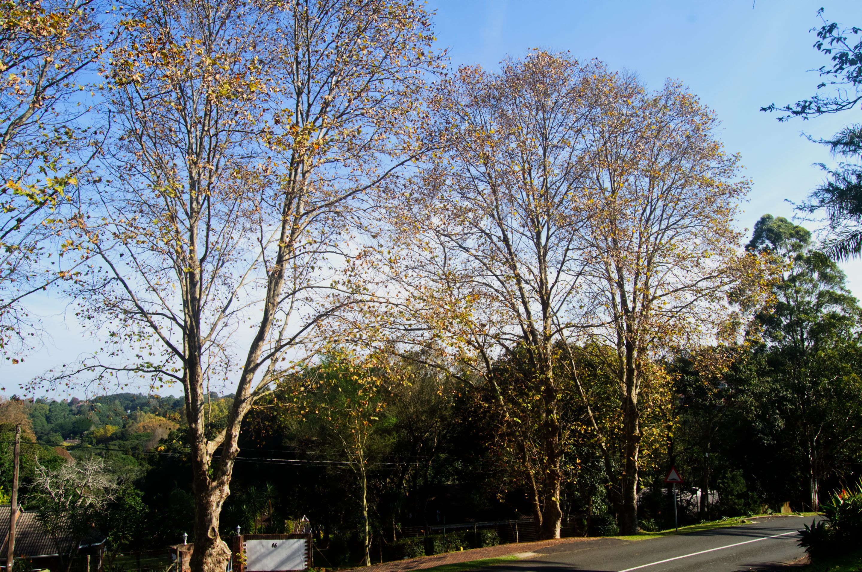 DSC_1664.jpg