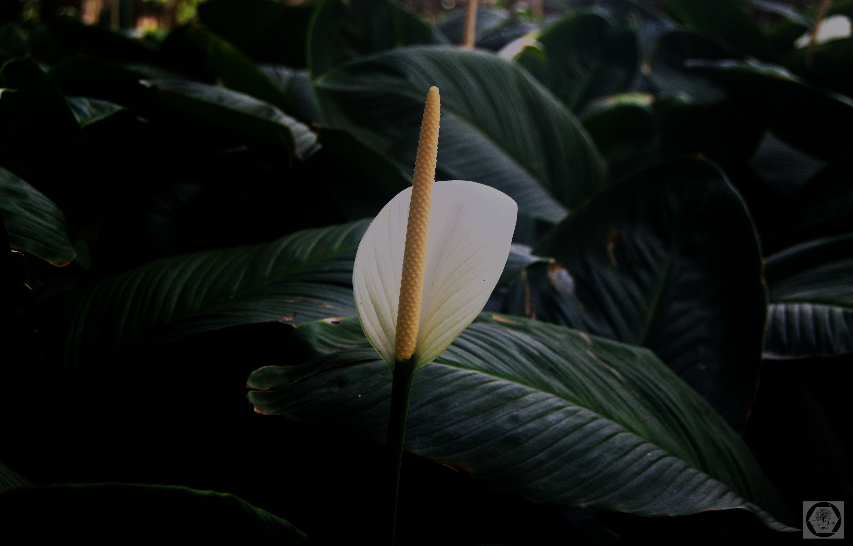 DSC_3081.jpg
