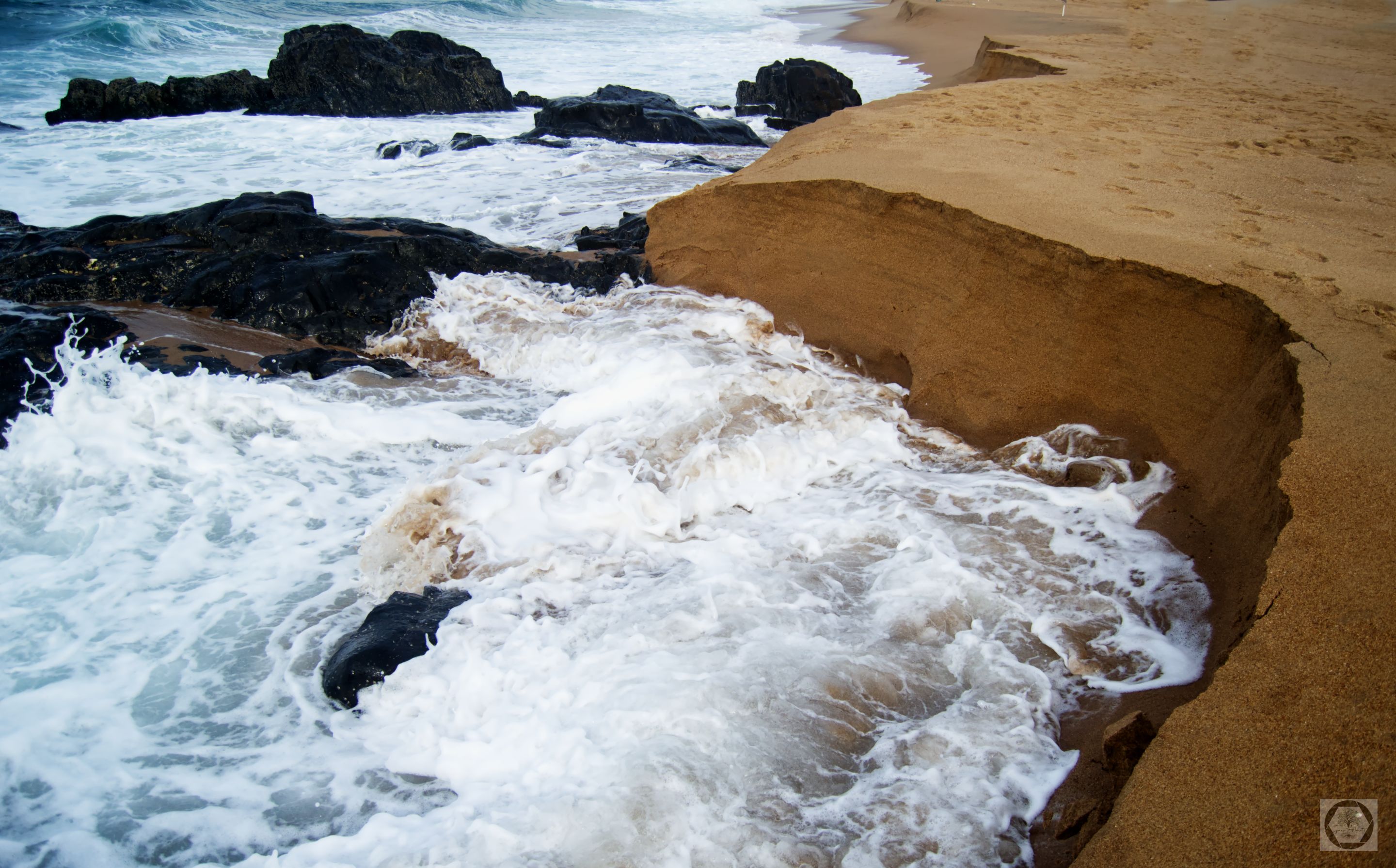 DSC_2446.jpg
