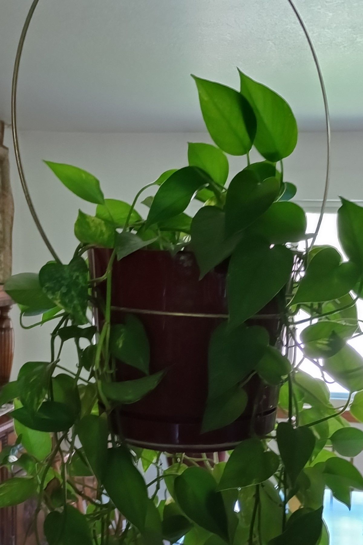 houseplant.jpg