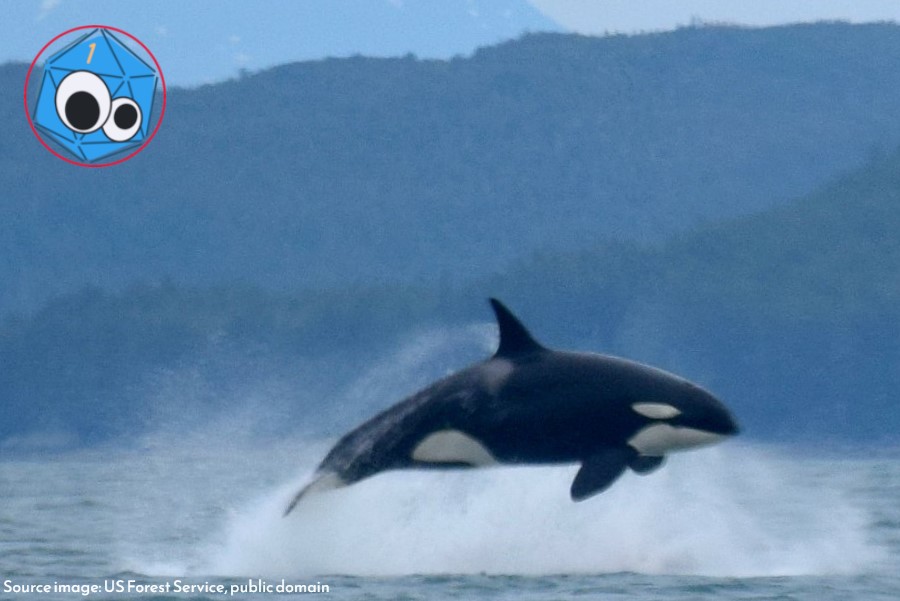 Orca.jpg