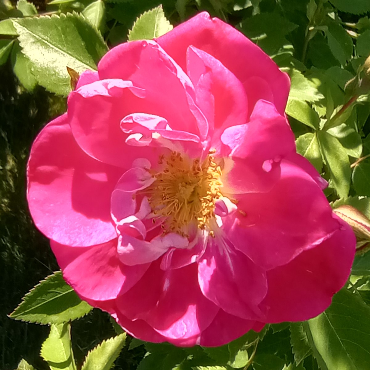 rose1.jpg