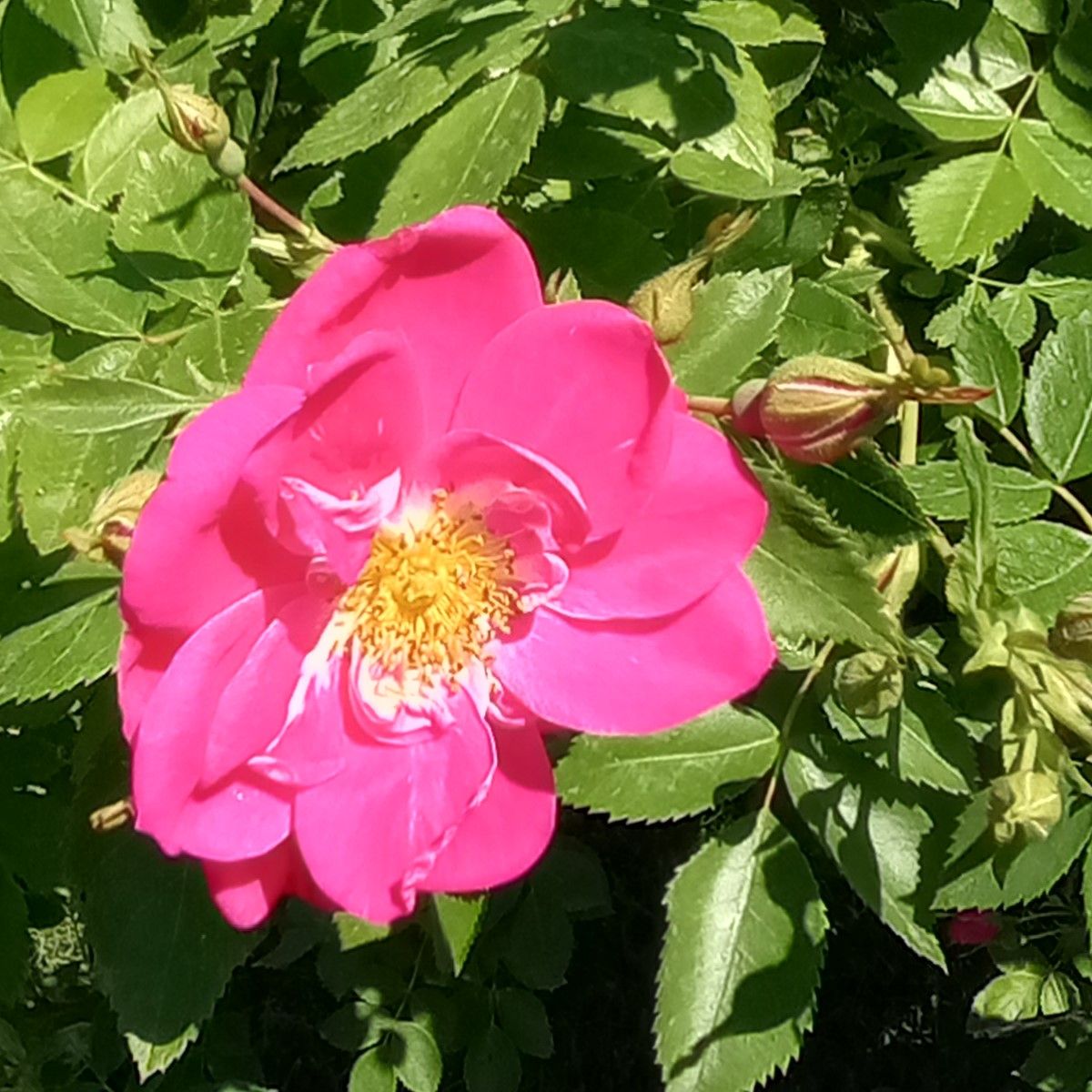rose2.jpg