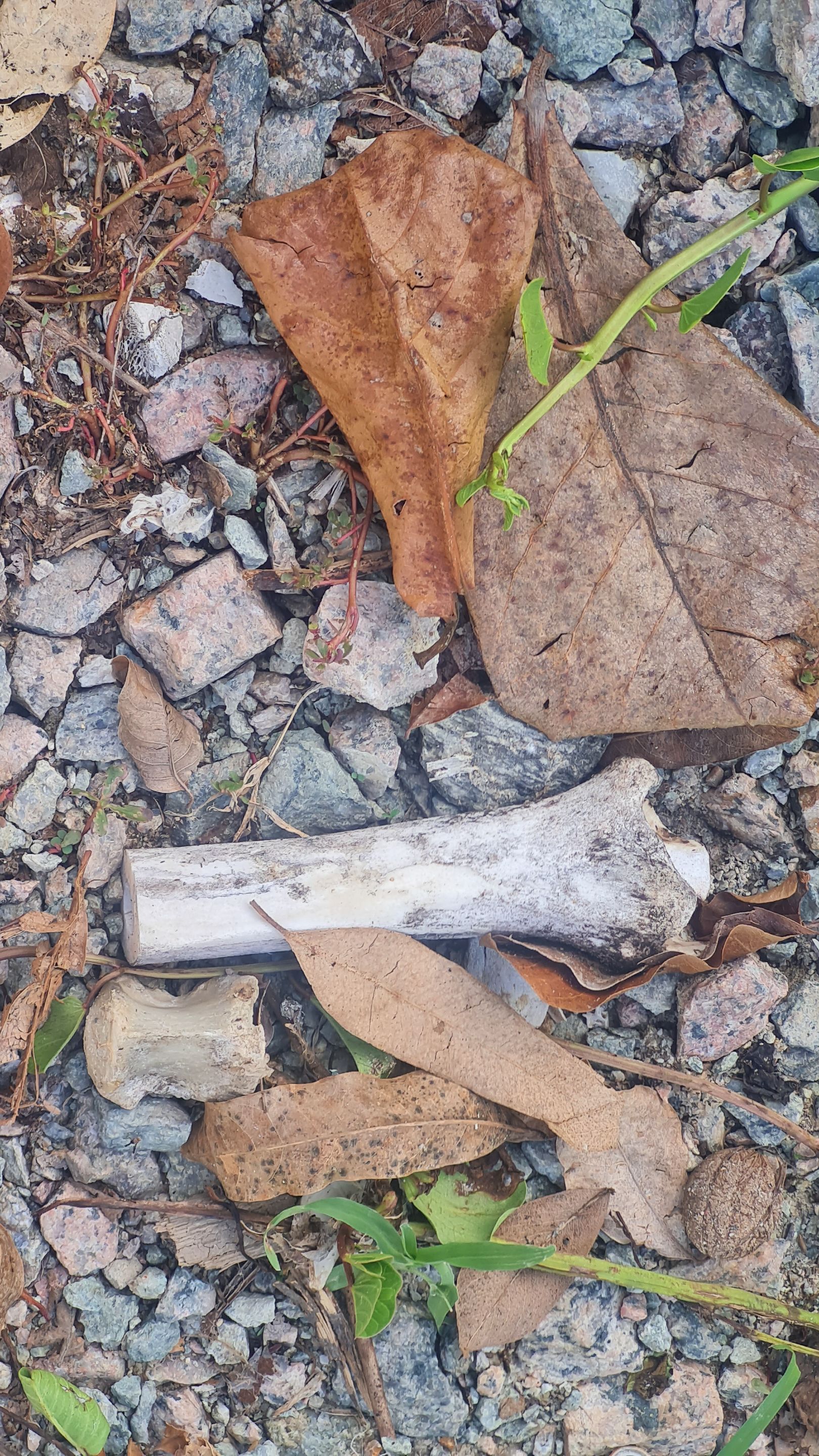 A weathered Bone... Hmm. what a story is has?