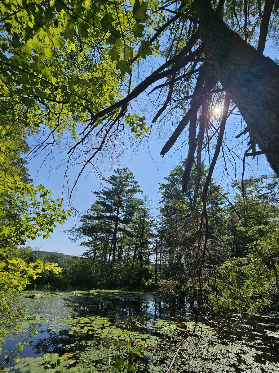 Woodland Exploration Connecticut: Mushrooms, Hidden Ponds & Forest Discovery