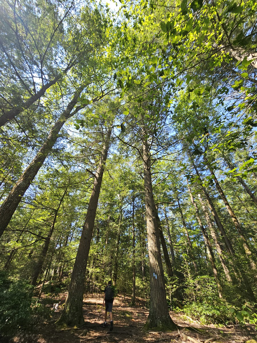 Woodland Exploration Connecticut: Mushrooms, Hidden Ponds & Forest Discovery