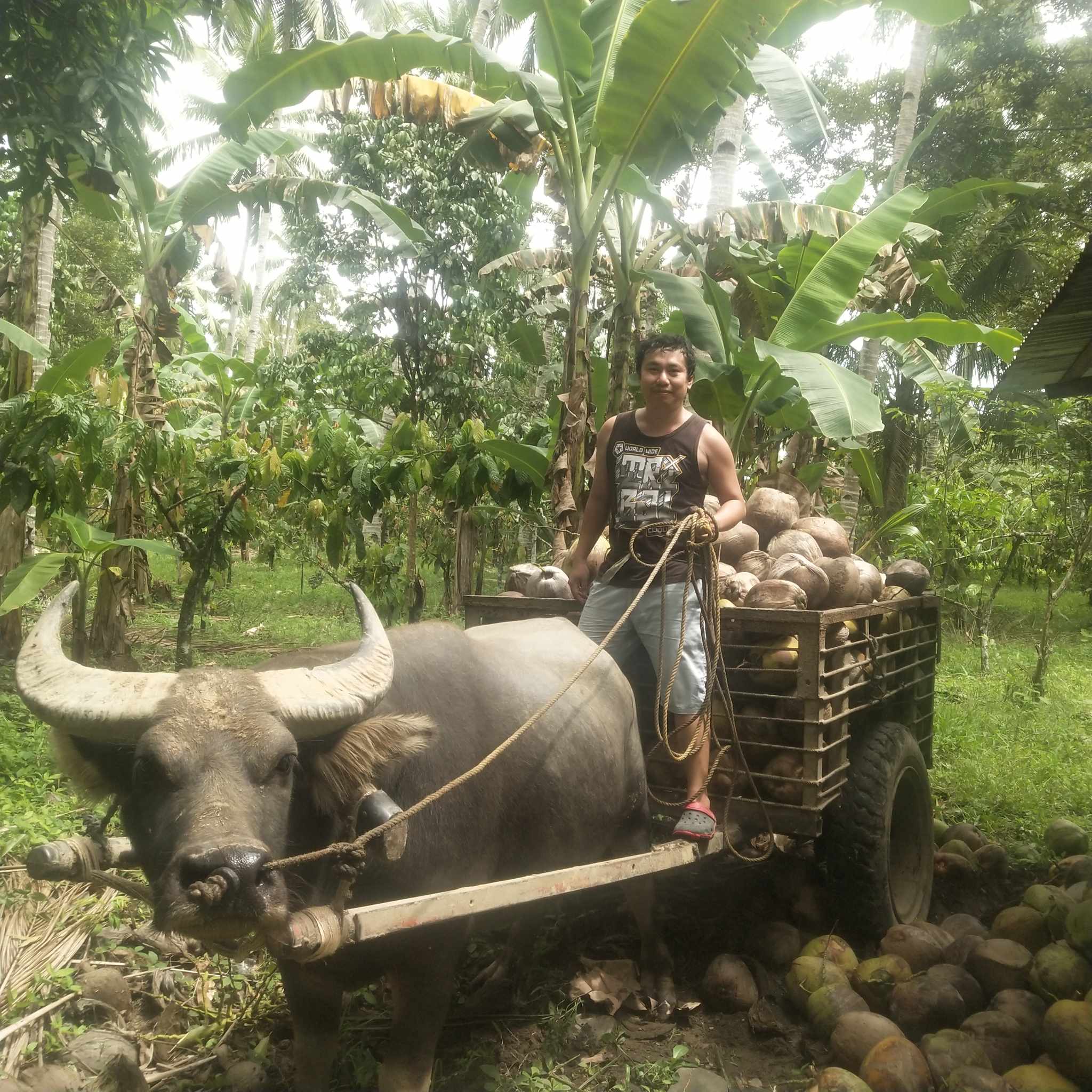 taga bukid.jpg