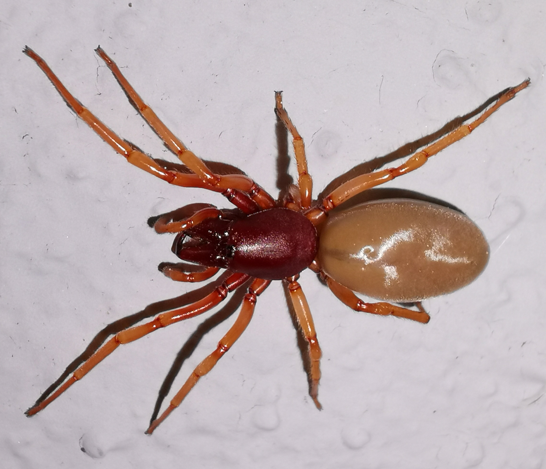 gSbKIsTh-RoteSpinne.jpg