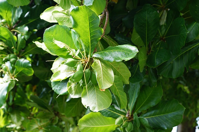 catappa-1128141_640.jpg