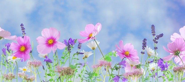 wildflowers571940_640.jpg