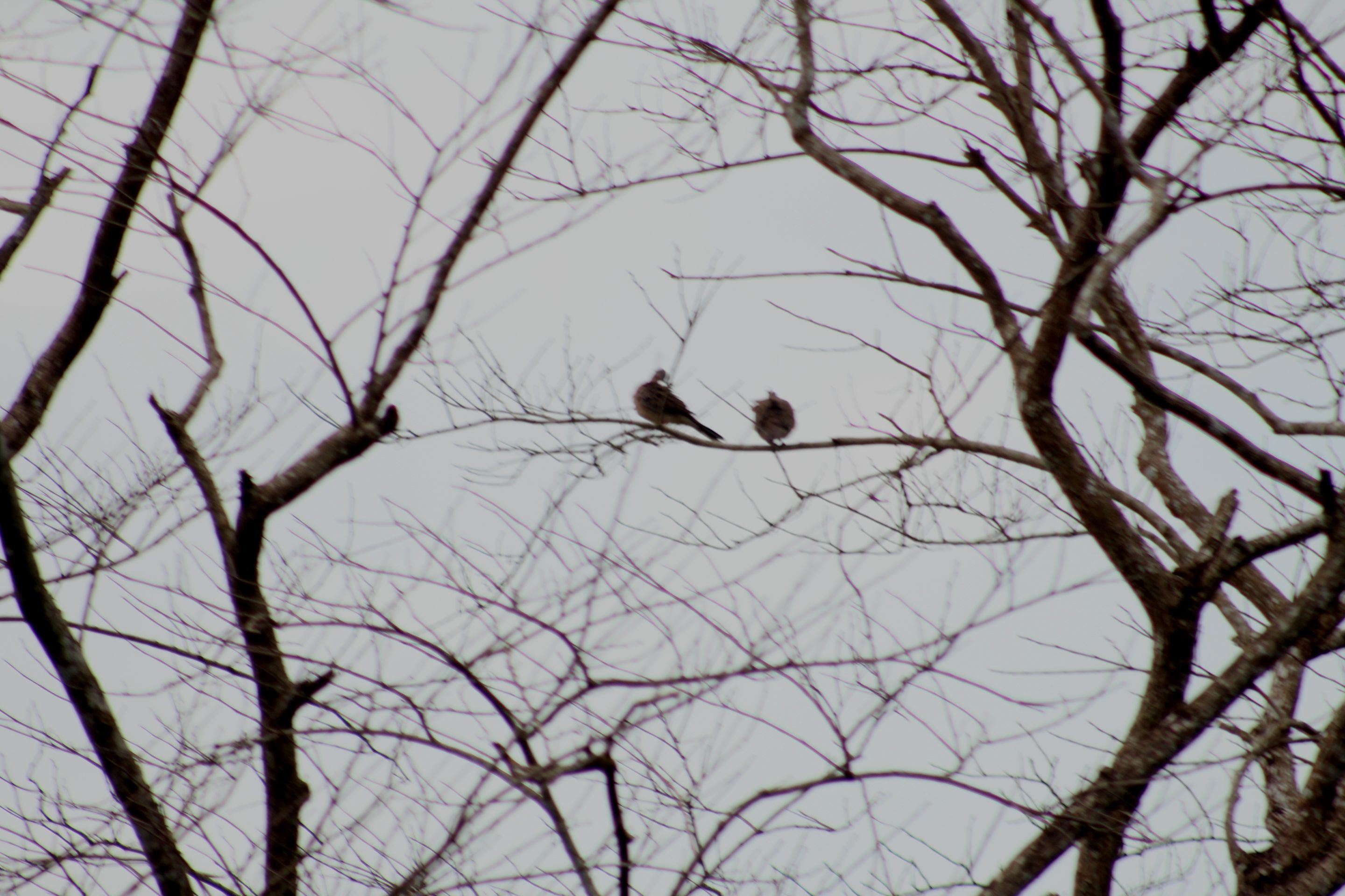 IMG_6690.JPG