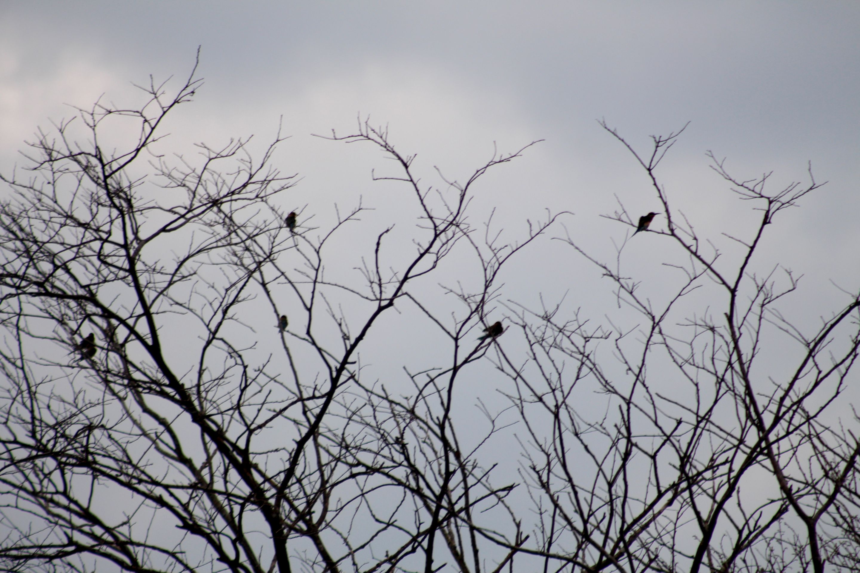 IMG_6721.JPG