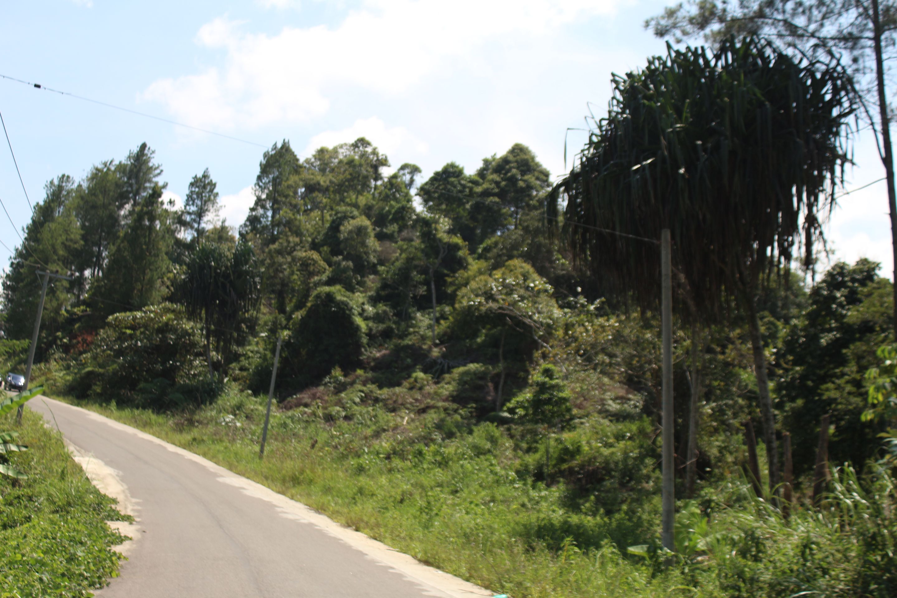 The beauty of green nature in the highlands