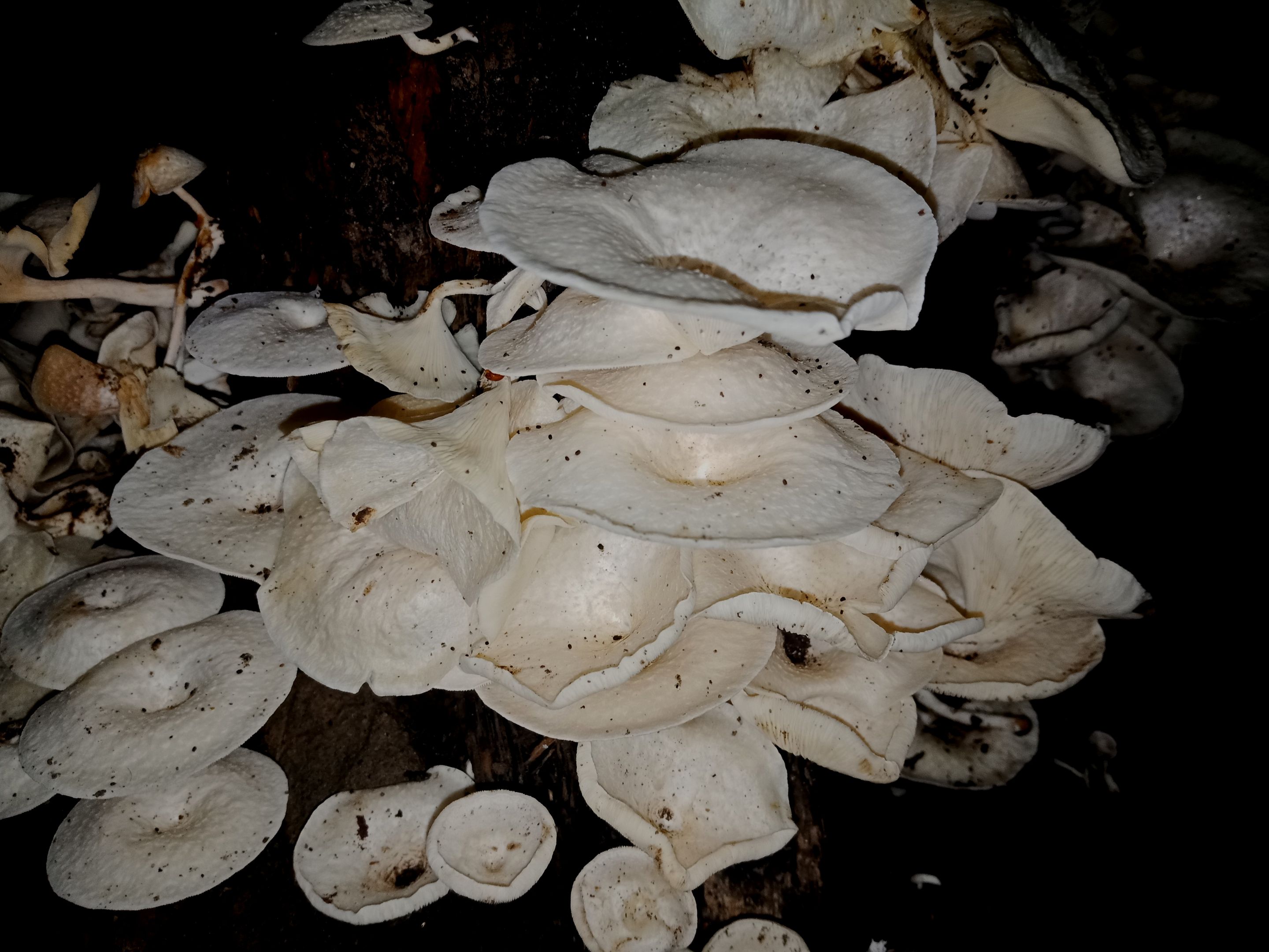 IMG20221215231542.jpg