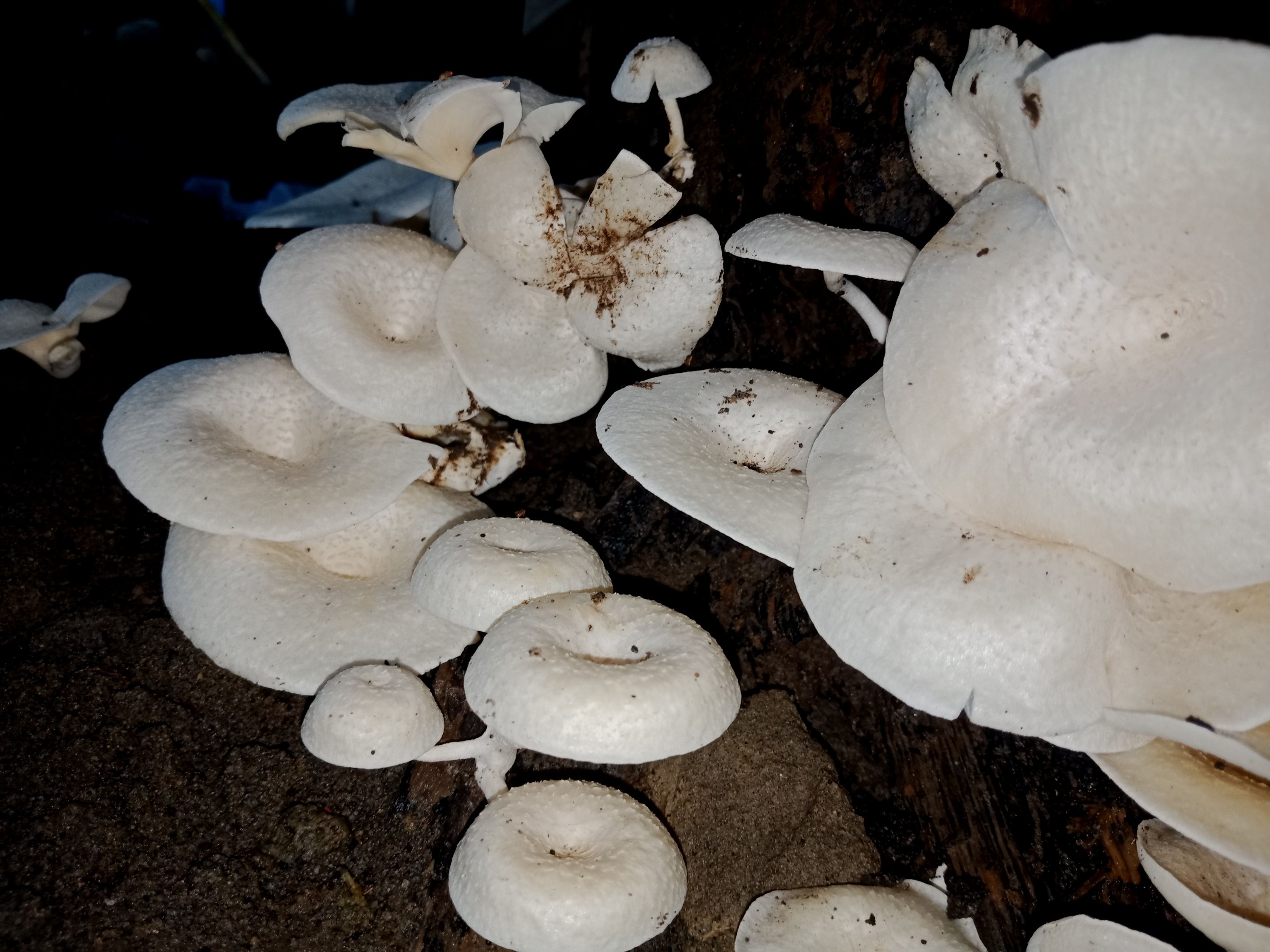 IMG20221214173153.jpg