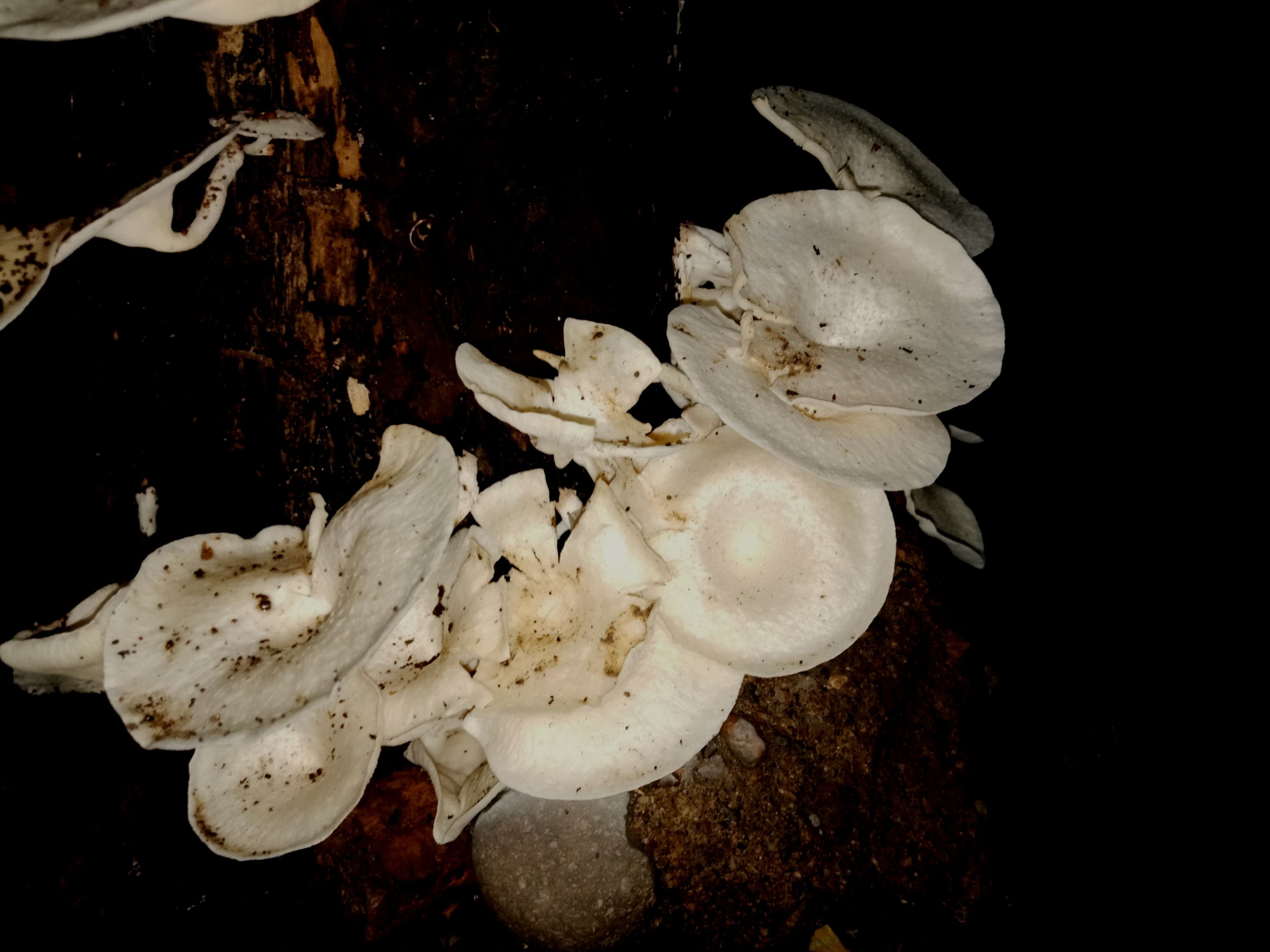 IMG20221215231652.jpg