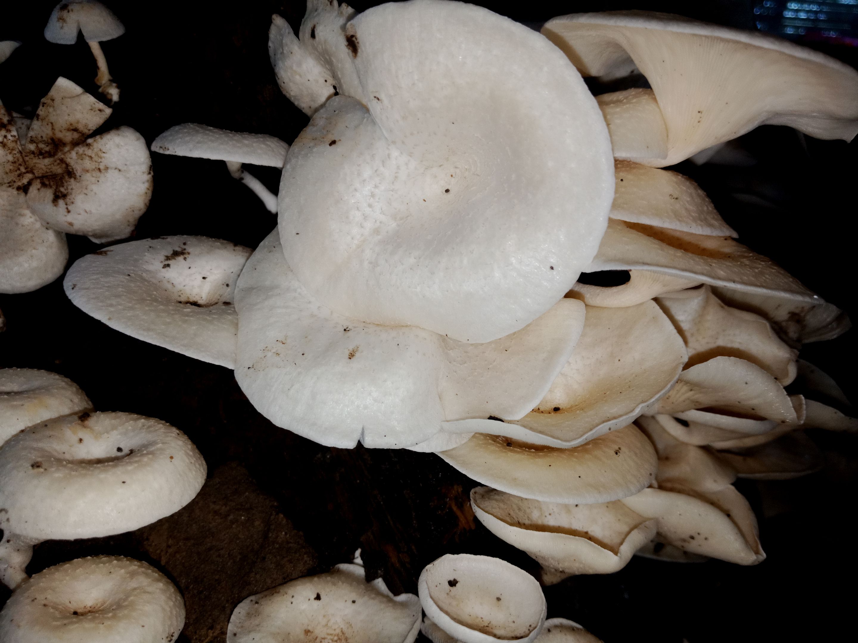 IMG20221214173155.jpg