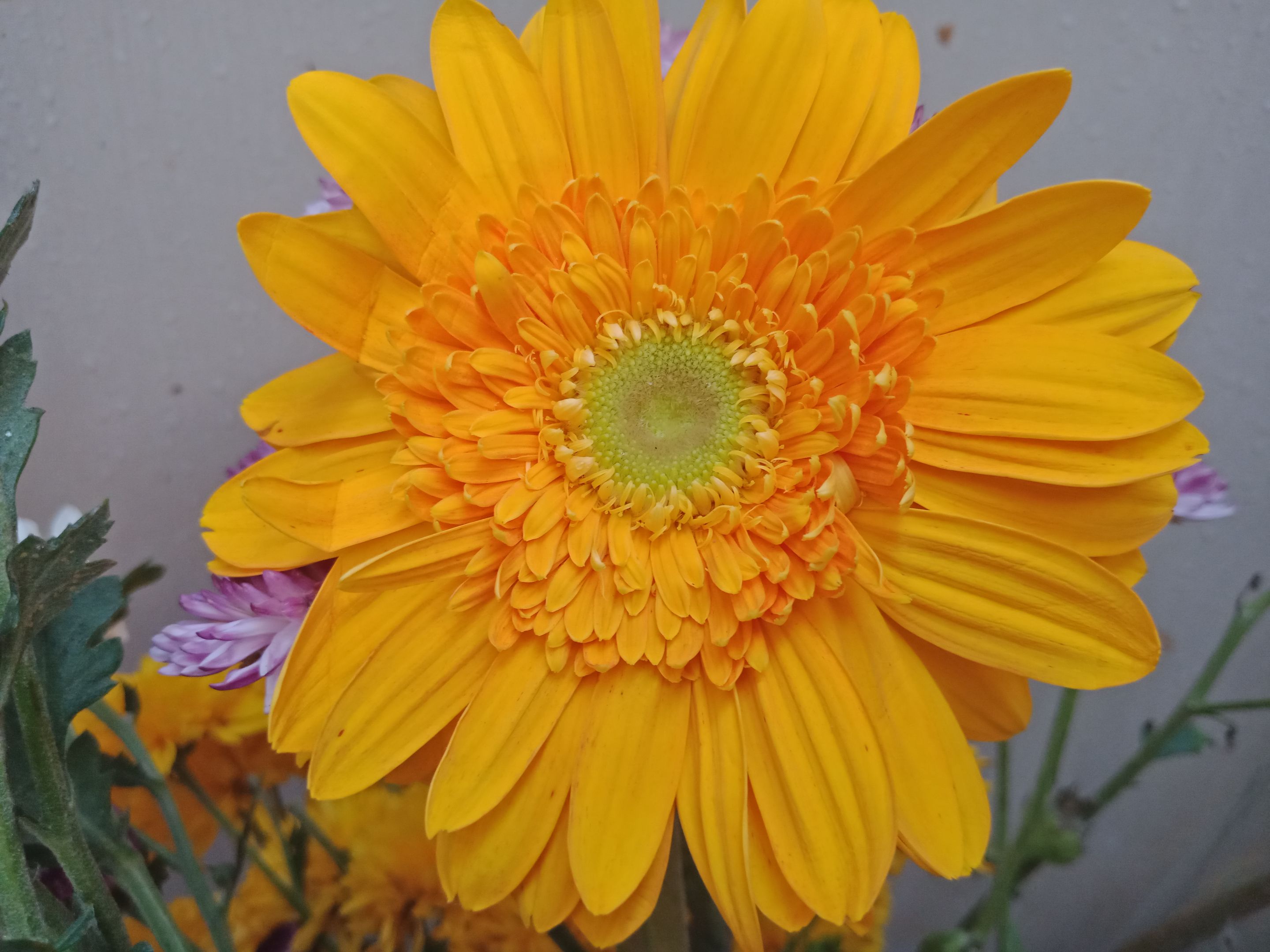 Sunflowers, Daisies, Asters, and Allies