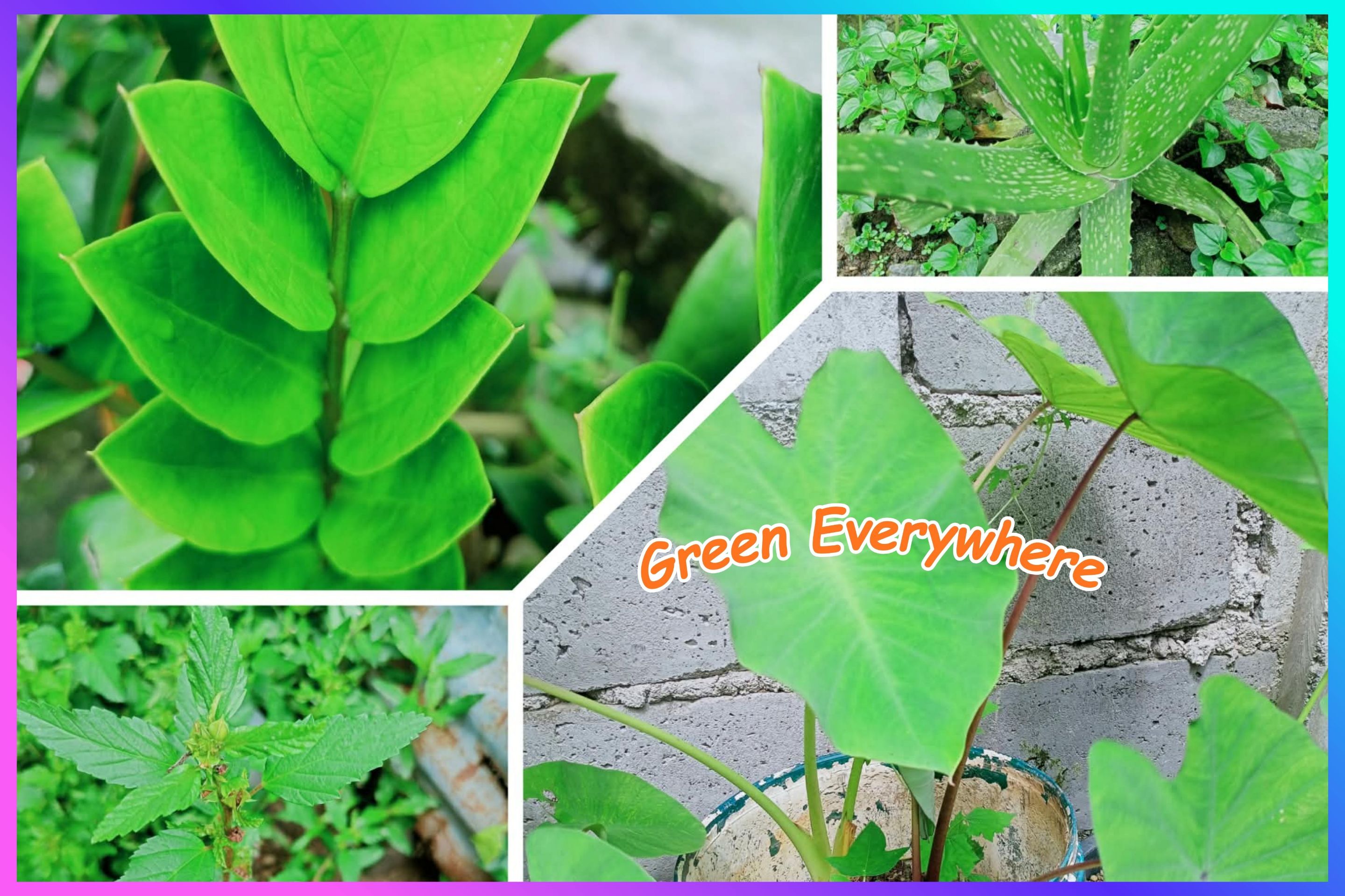 Beautiful green plants in the garden.jpg