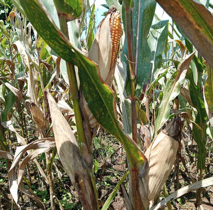 558062095_826746463229569_8095590433651821860_n (1).jpg