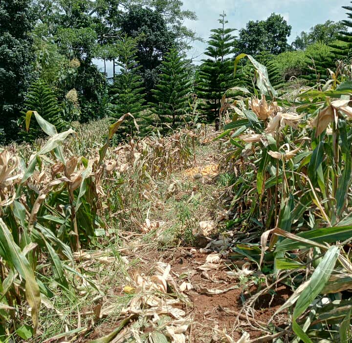 566597861_786052020993340_750937329164516176_n (1).jpg