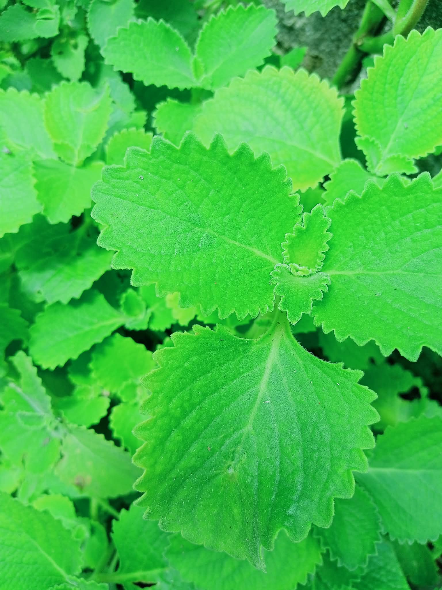 551795978_1817608765505759_5365710413606083194_n.jpg