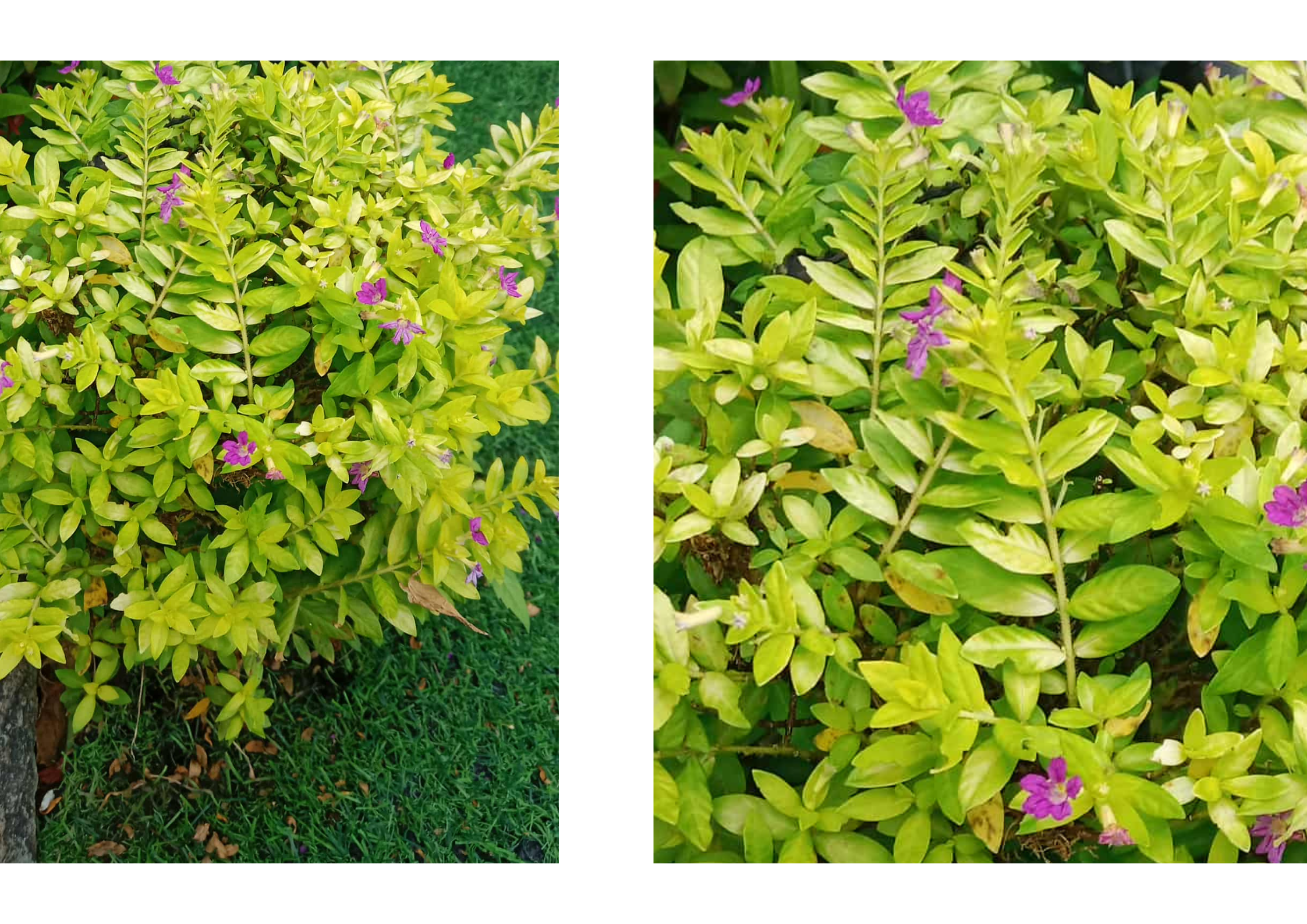 2 Pictures Edit (21).png