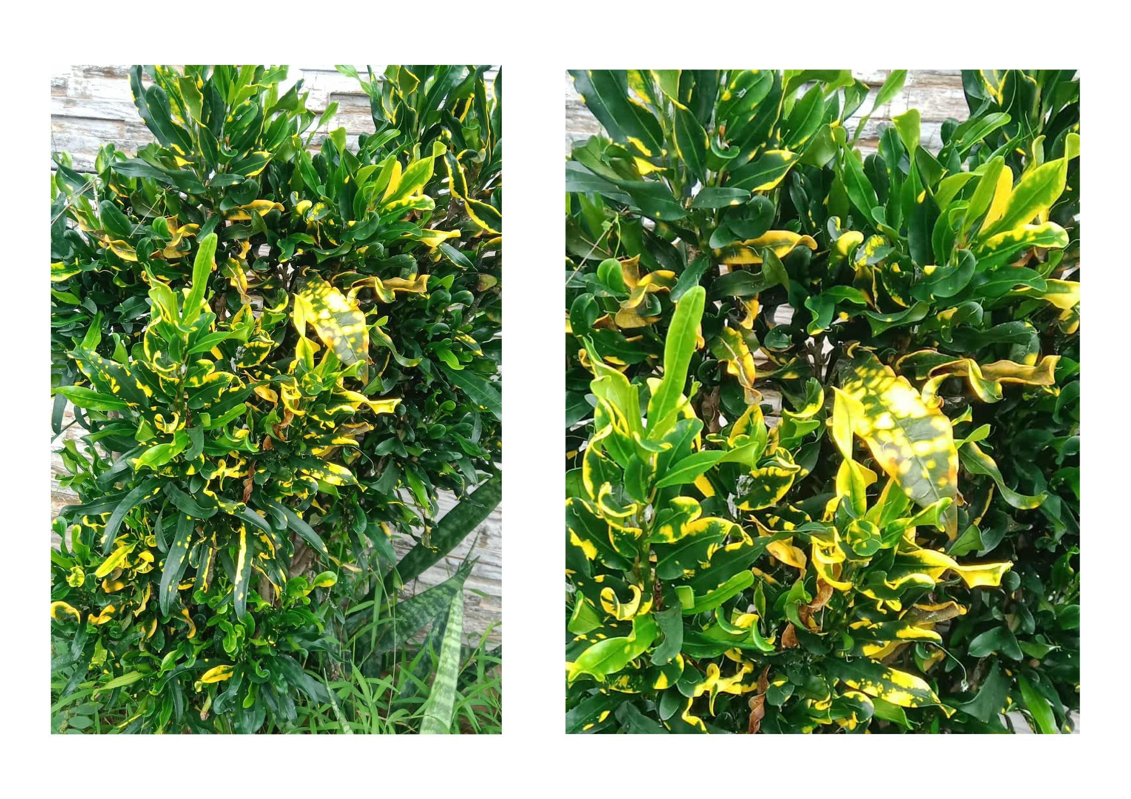 2 Pictures Edit (10).png