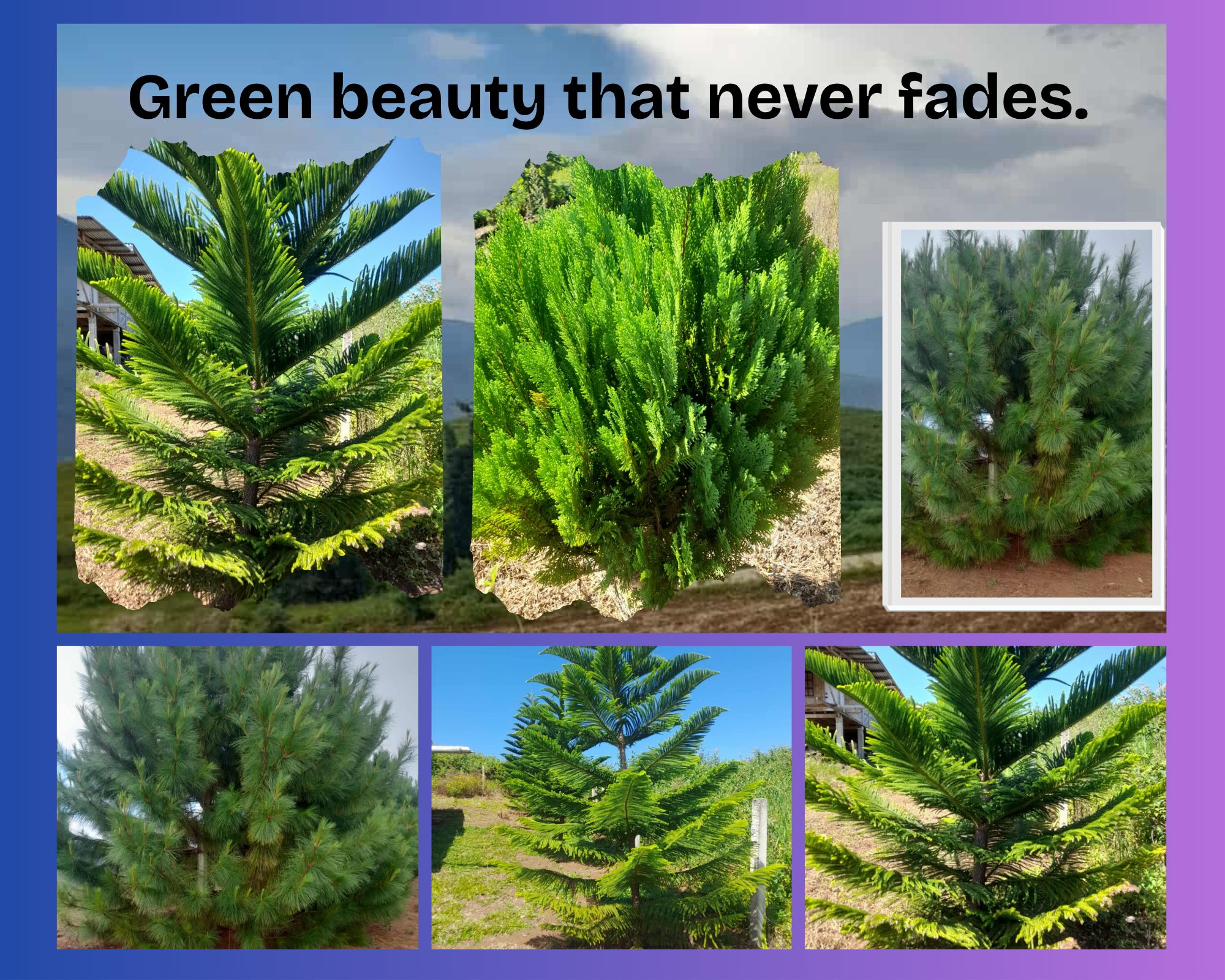 Green and White Organic Nature View with Square Frame Photo Collage.png
