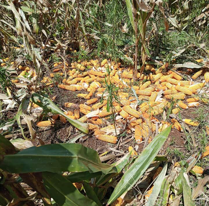 553310577_820843236975763_927771699607598720_n (1).jpg