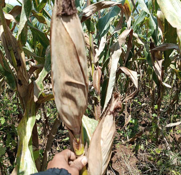 565750282_1375209320691324_520358600268317734_n (1).jpg