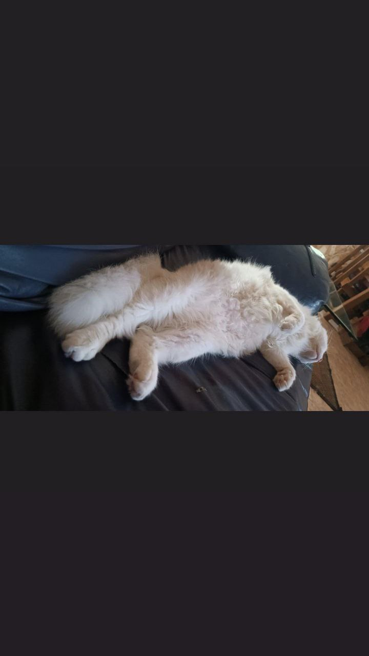 Algunos gatos para la semana