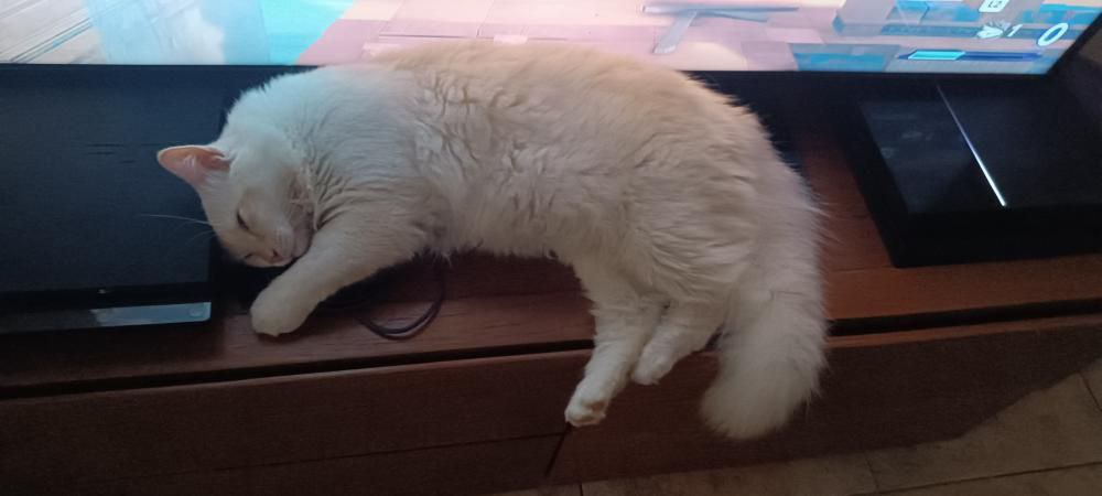 Algunos gatos para la semana