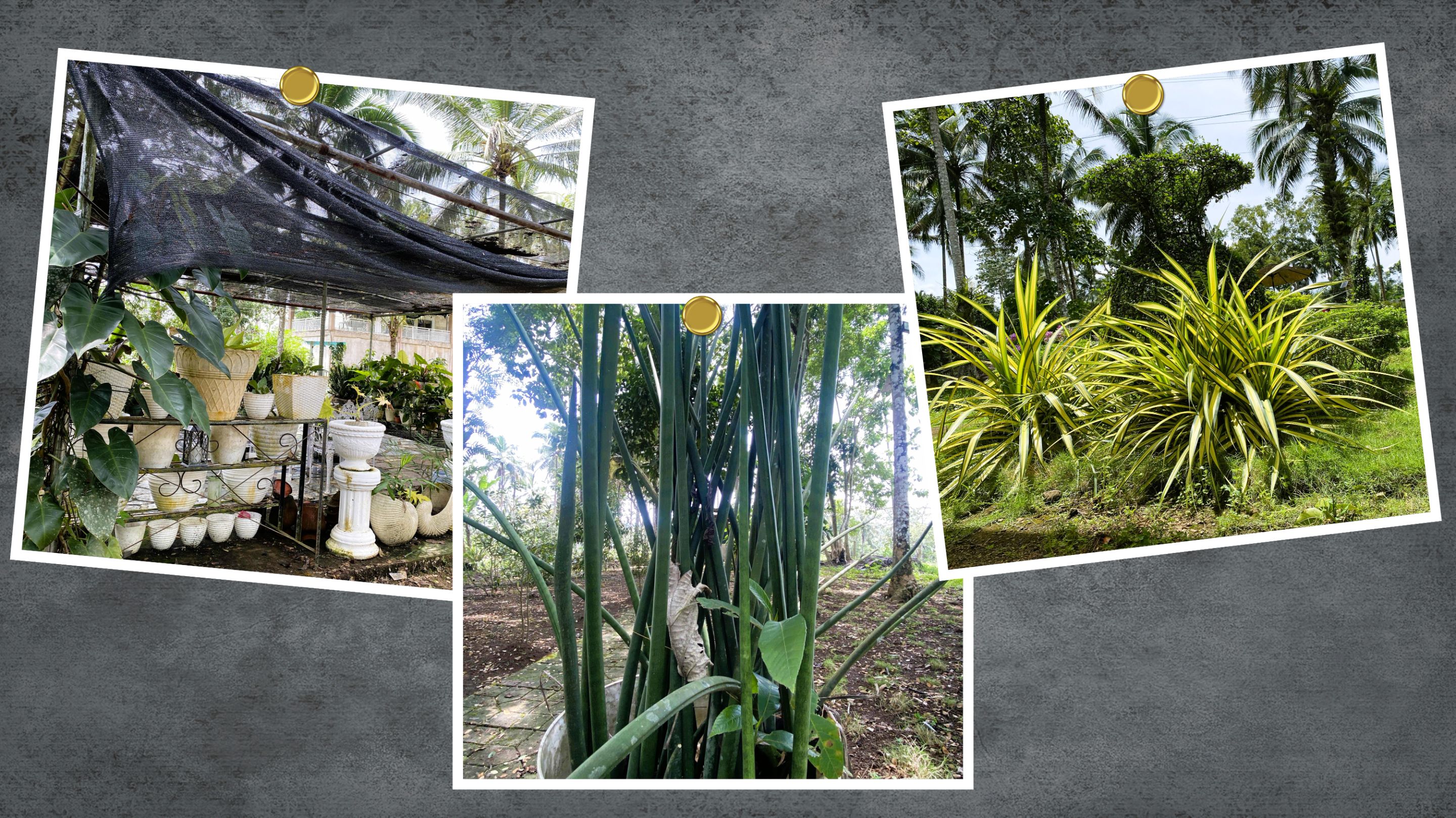 Gray Simple Travel Photo Collage Desktop Wallpaper (6).jpg