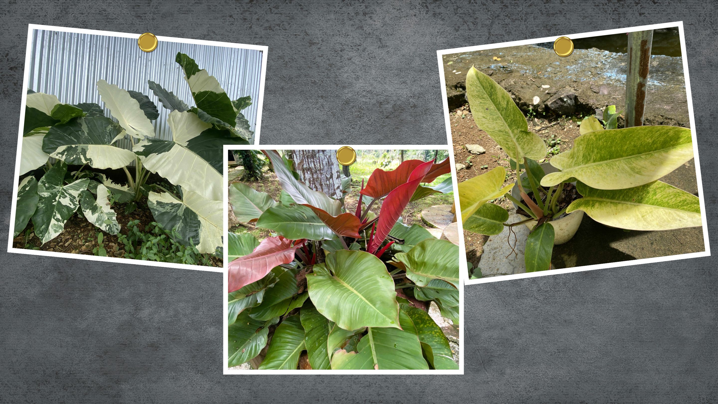 Gray Simple Travel Photo Collage Desktop Wallpaper.jpg
